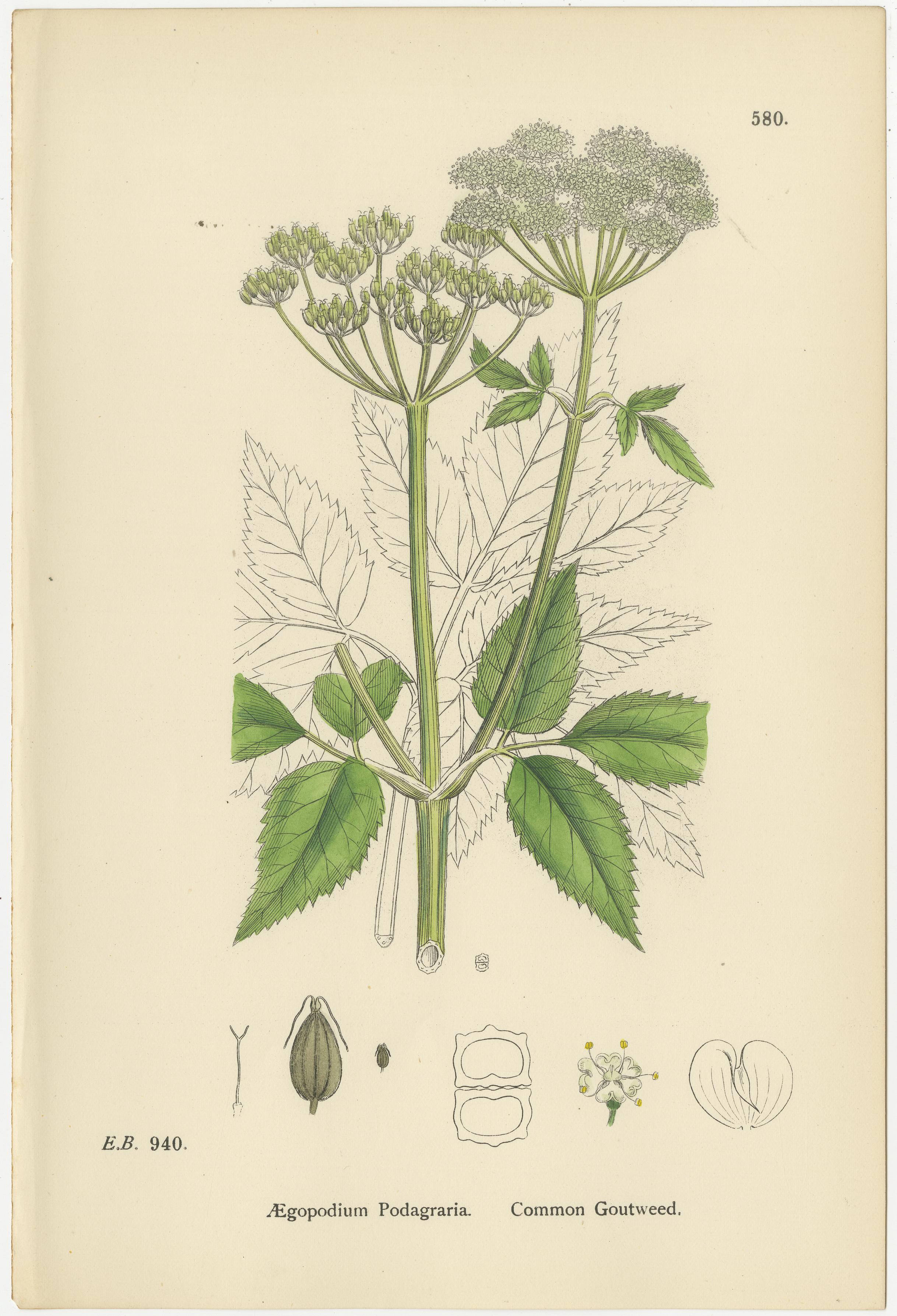 Incisioni di pungitopo, pungitopo glabro e gotta comune, 1902 In condizioni buone in vendita a Langweer, NL