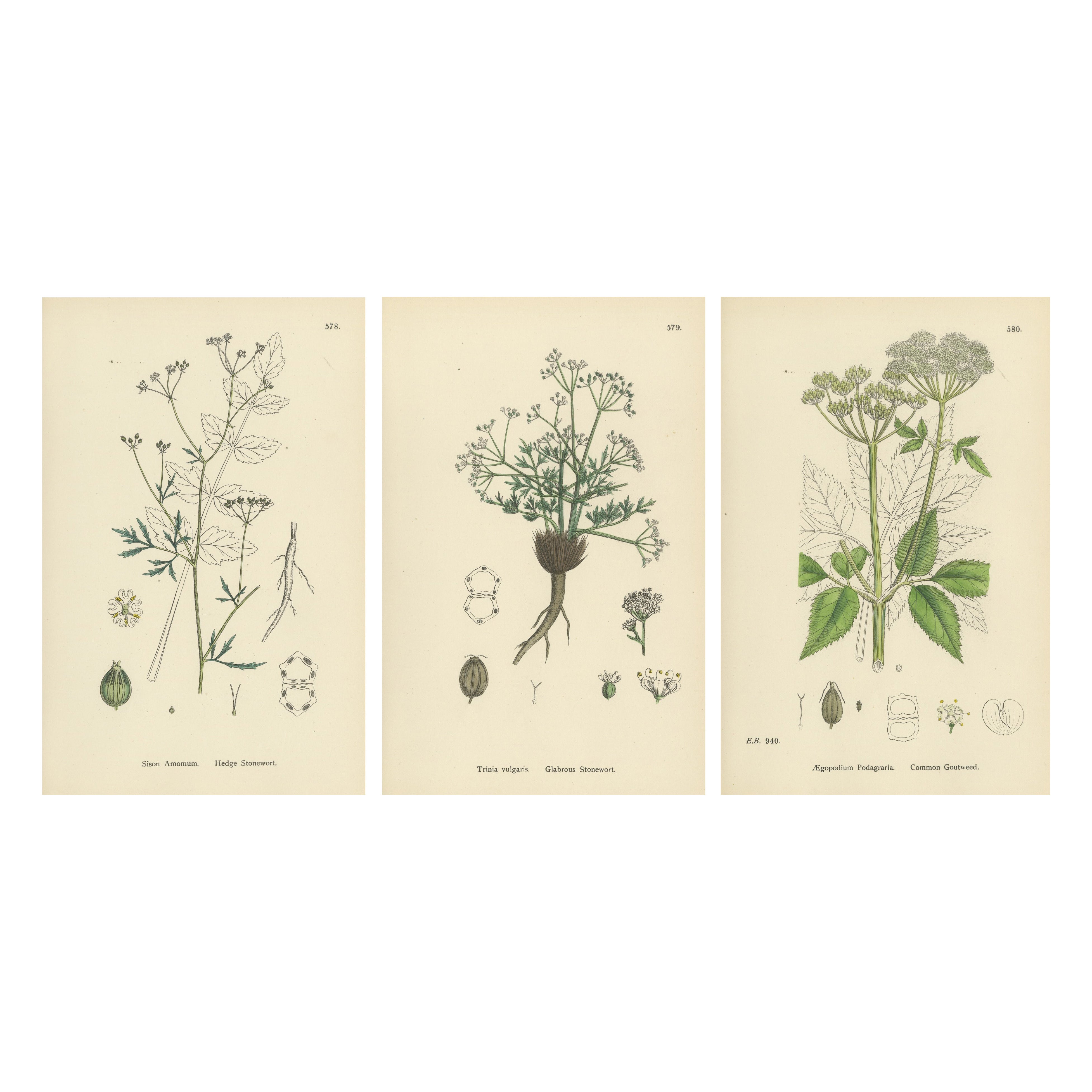 Incisioni di pungitopo, pungitopo glabro e gotta comune, 1902