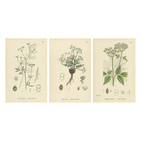 Engravings of Hedge Stonewort, Glabrous Stonewort, and Common Goutweed, 1902
