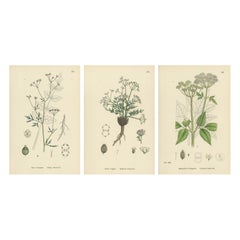 Incisioni di pungitopo, pungitopo glabro e gotta comune, 1902