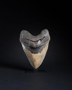 Enormous Fossilised Tooth of the Prehistoric Shark, Megalodon