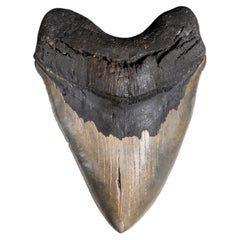 Enormous Fossilised Tooth of the Prehistoric Shark, Megalodon