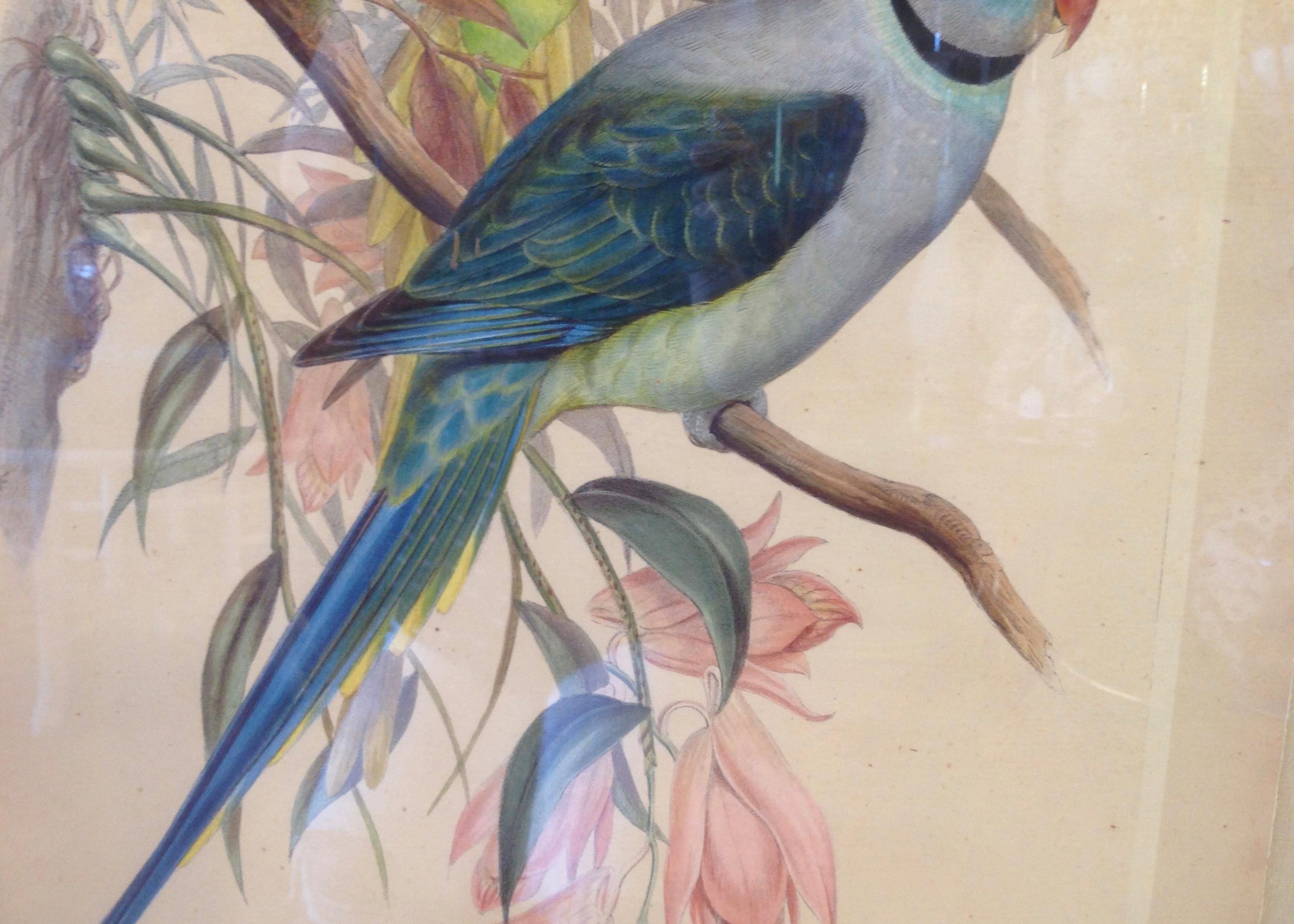 Enormous John Gould Hand Colored Engraving of Parrots 5