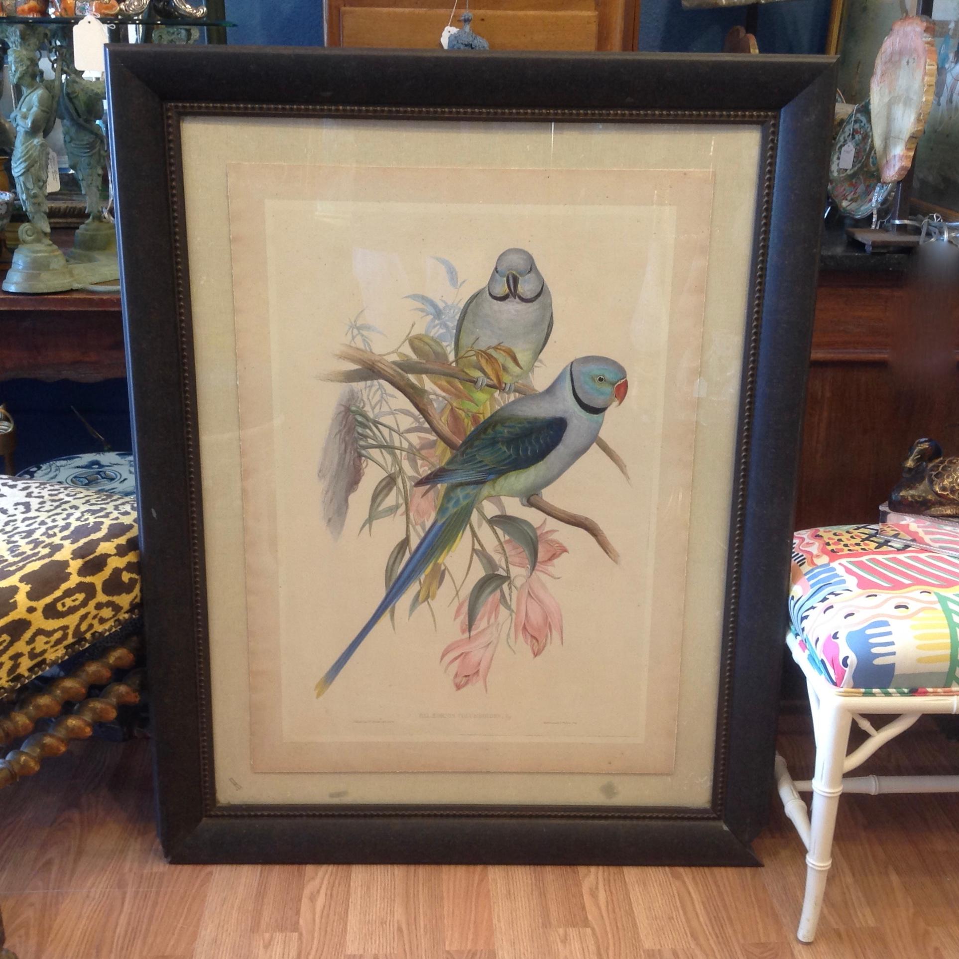 Enormous John Gould Hand Colored Engraving of Parrots In Good Condition In West Palm Beach, FL