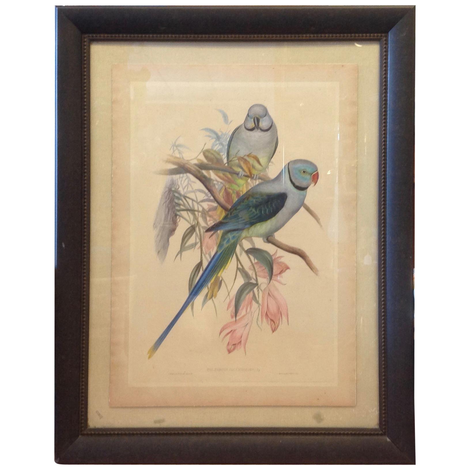 Enormous John Gould Hand Colored Engraving of Parrots