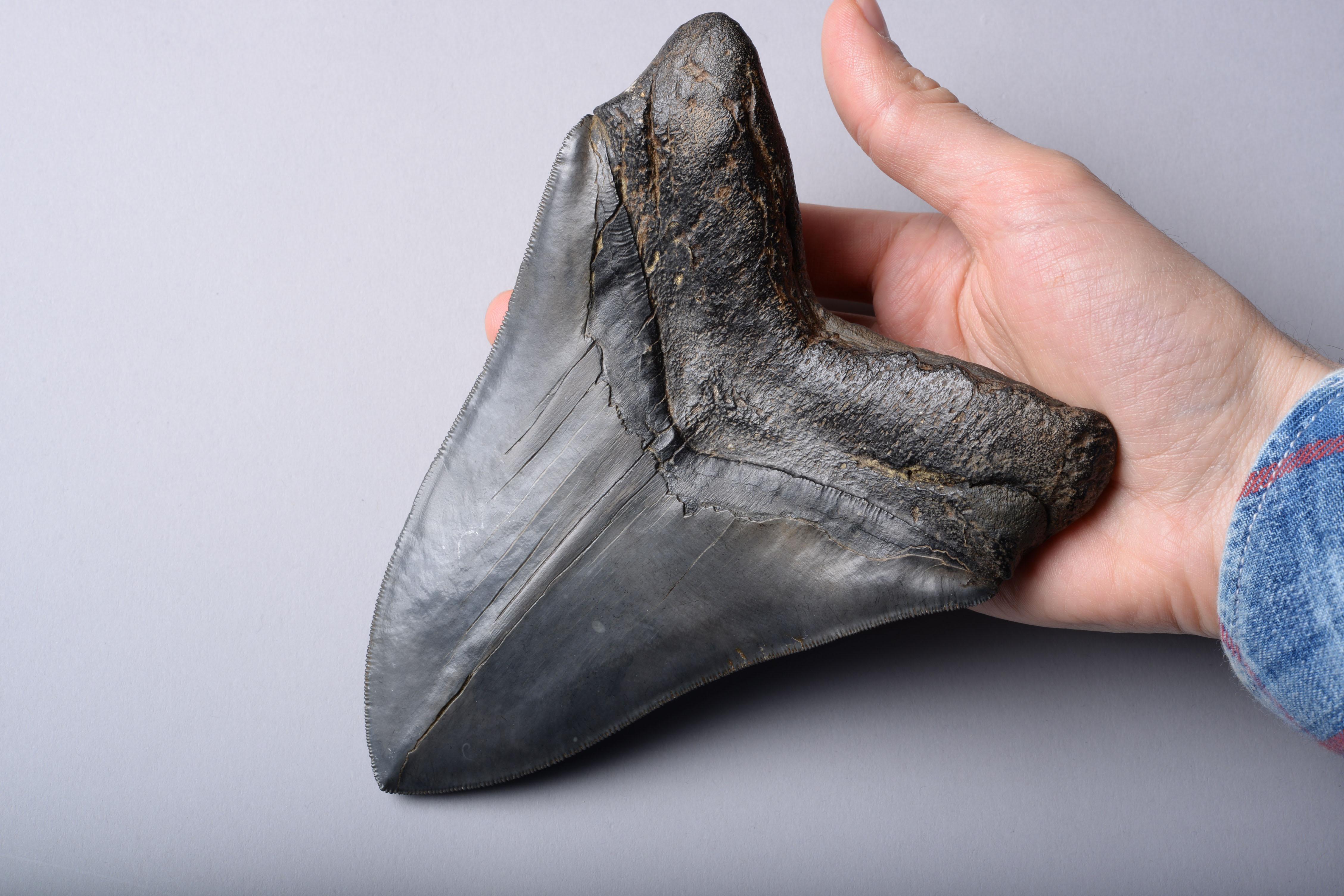 A huge, 6 1/2 inch Megalodon (Carcharocles megalodon) shark tooth, dating to 25 – 2 million years before the present day. 

It's hard to comprehend that this enormous serrated tooth once belonged to a living creature. Yet this beautiful fossil