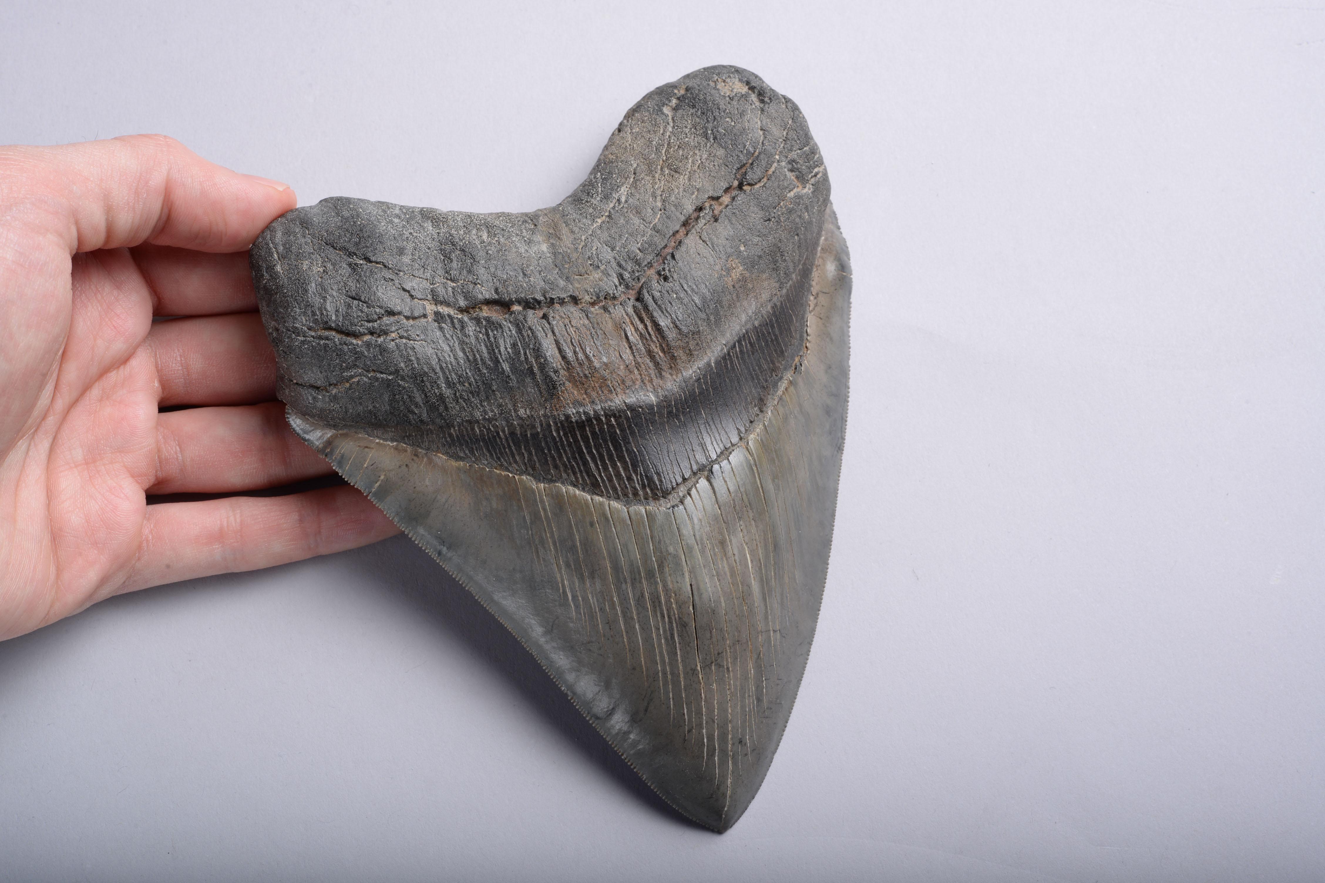 A huge, 6 1/2 inch Megalodon (Carcharocles megalodon) shark tooth, dating to 25 – 2 million years before the present day. 

It's hard to comprehend that this enormous serrated tooth once belonged to a living creature. Yet this beautiful fossil