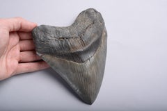 Enormous Megalodon Shark Tooth Fossil