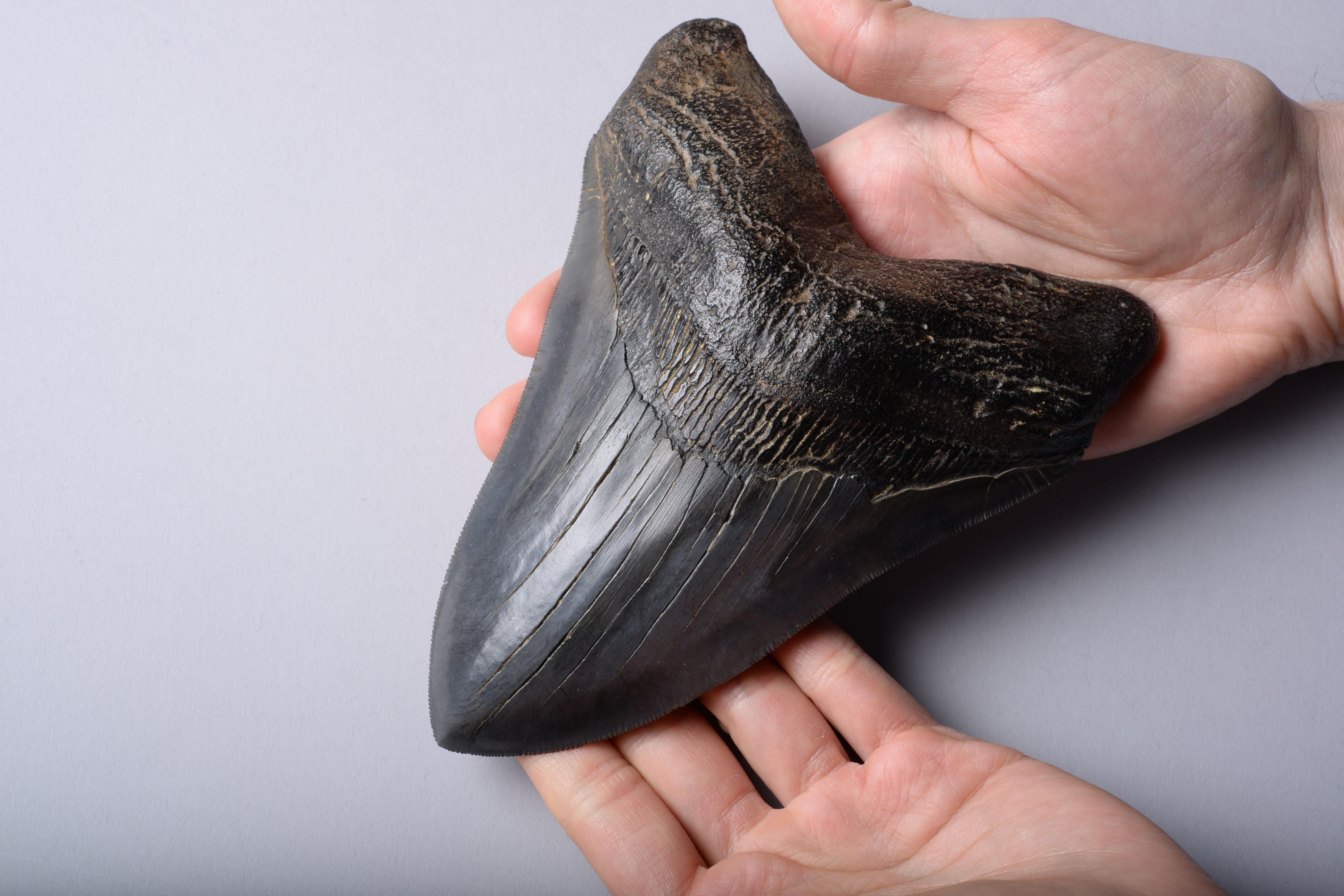 American Enormous Megalodon Shark Tooth Fossil