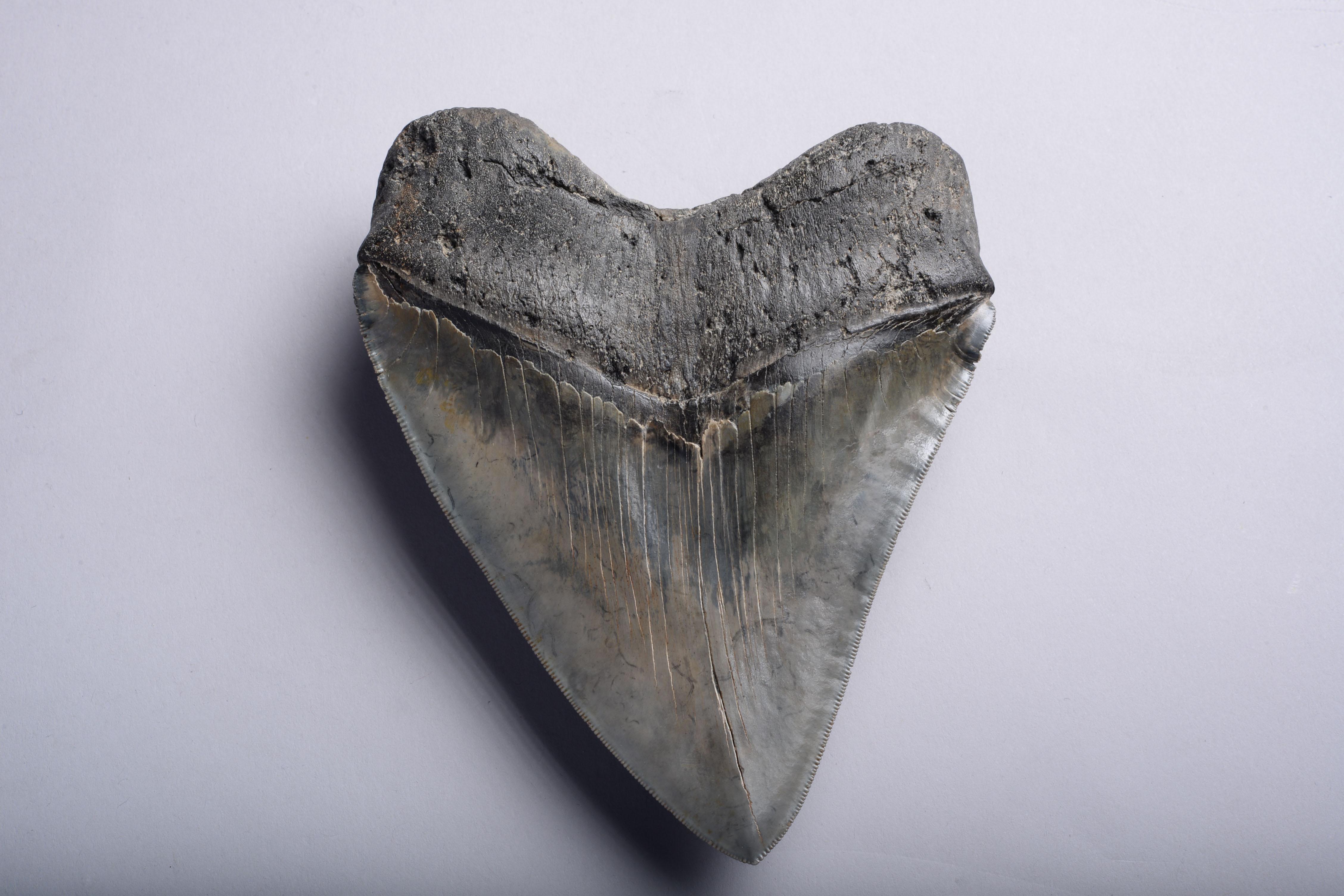 American Enormous Megalodon Shark Tooth Fossil