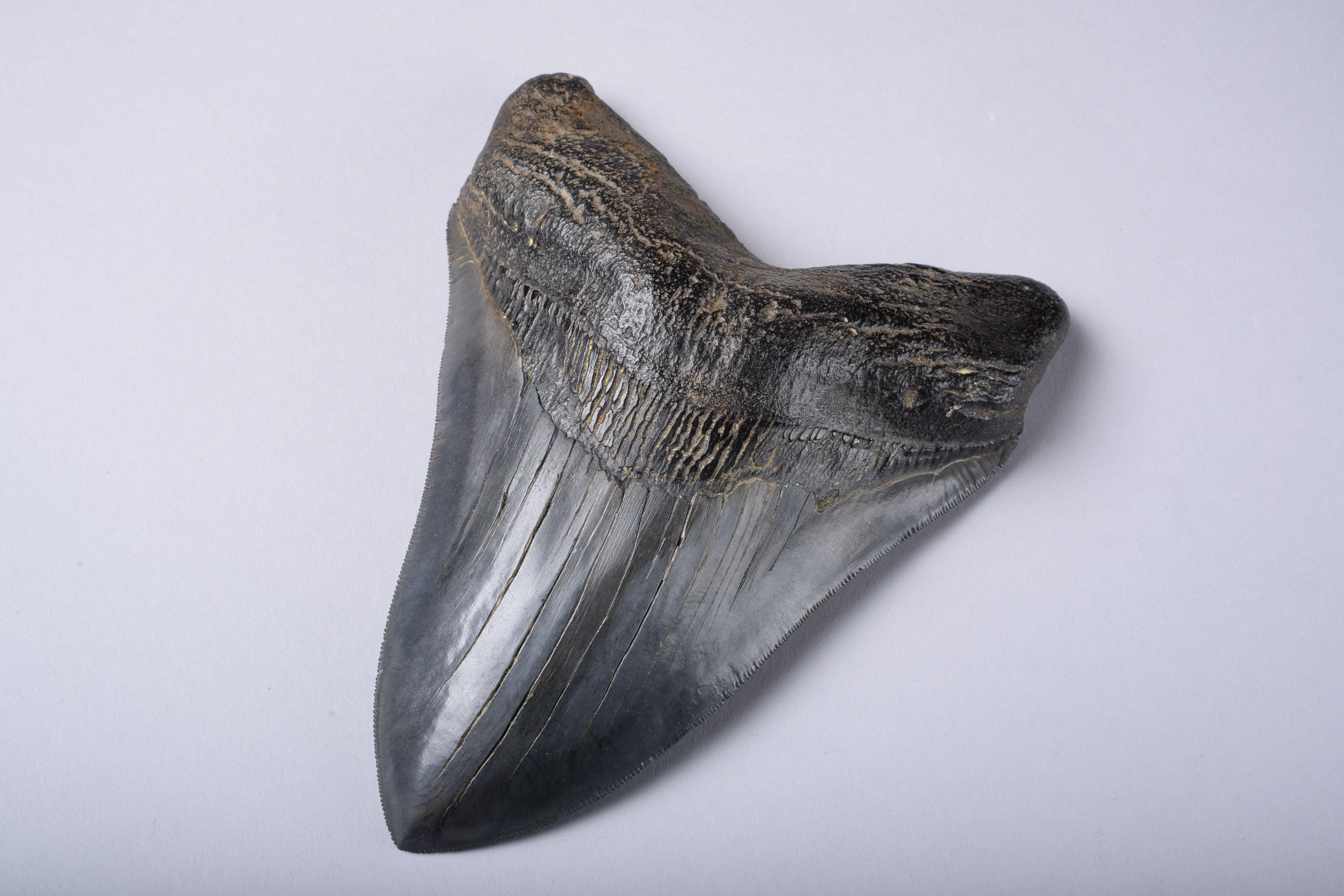 Enormous Megalodon Shark Tooth Fossil In Excellent Condition In London, GB