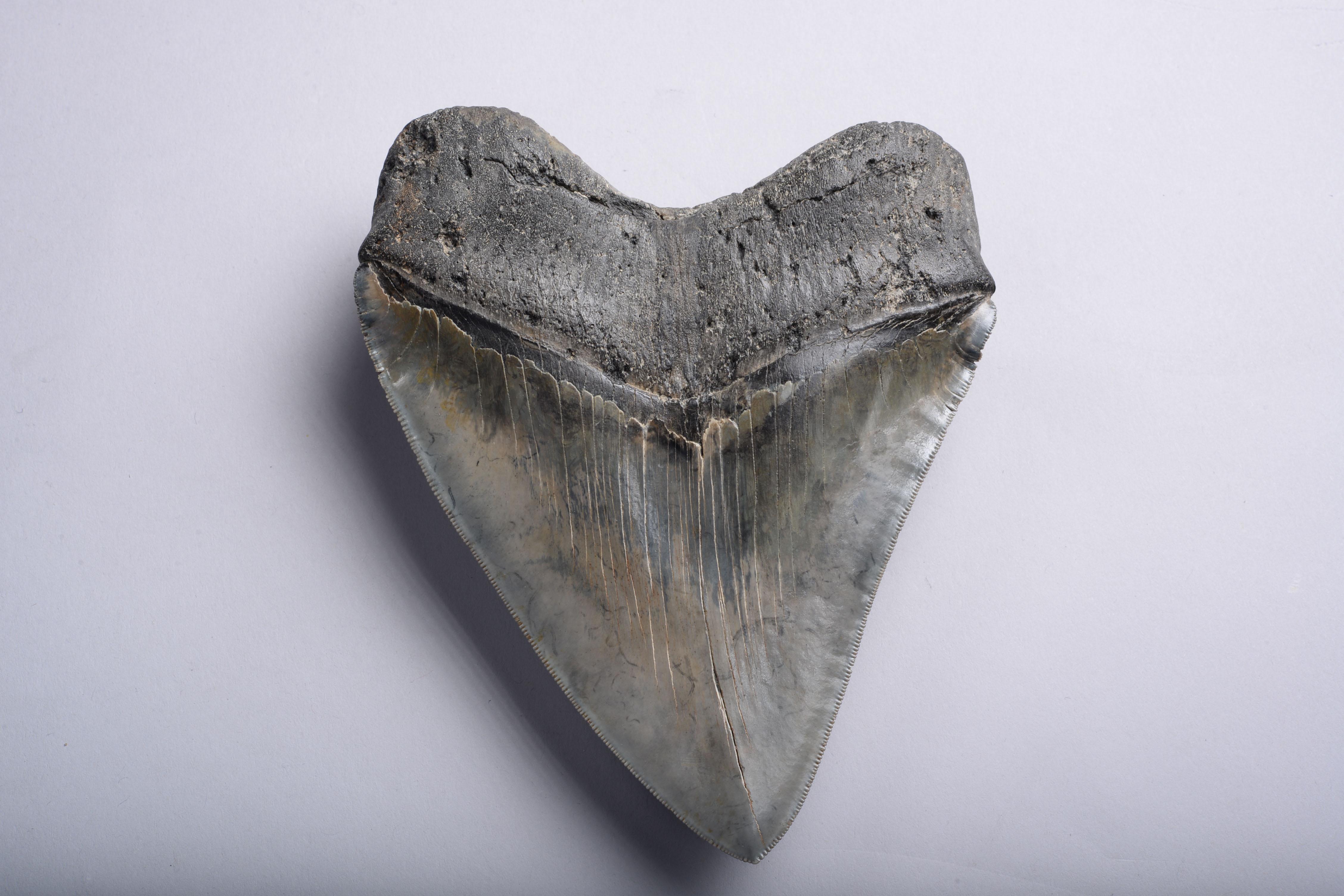 Enormous Megalodon Shark Tooth Fossil In Good Condition In London, GB