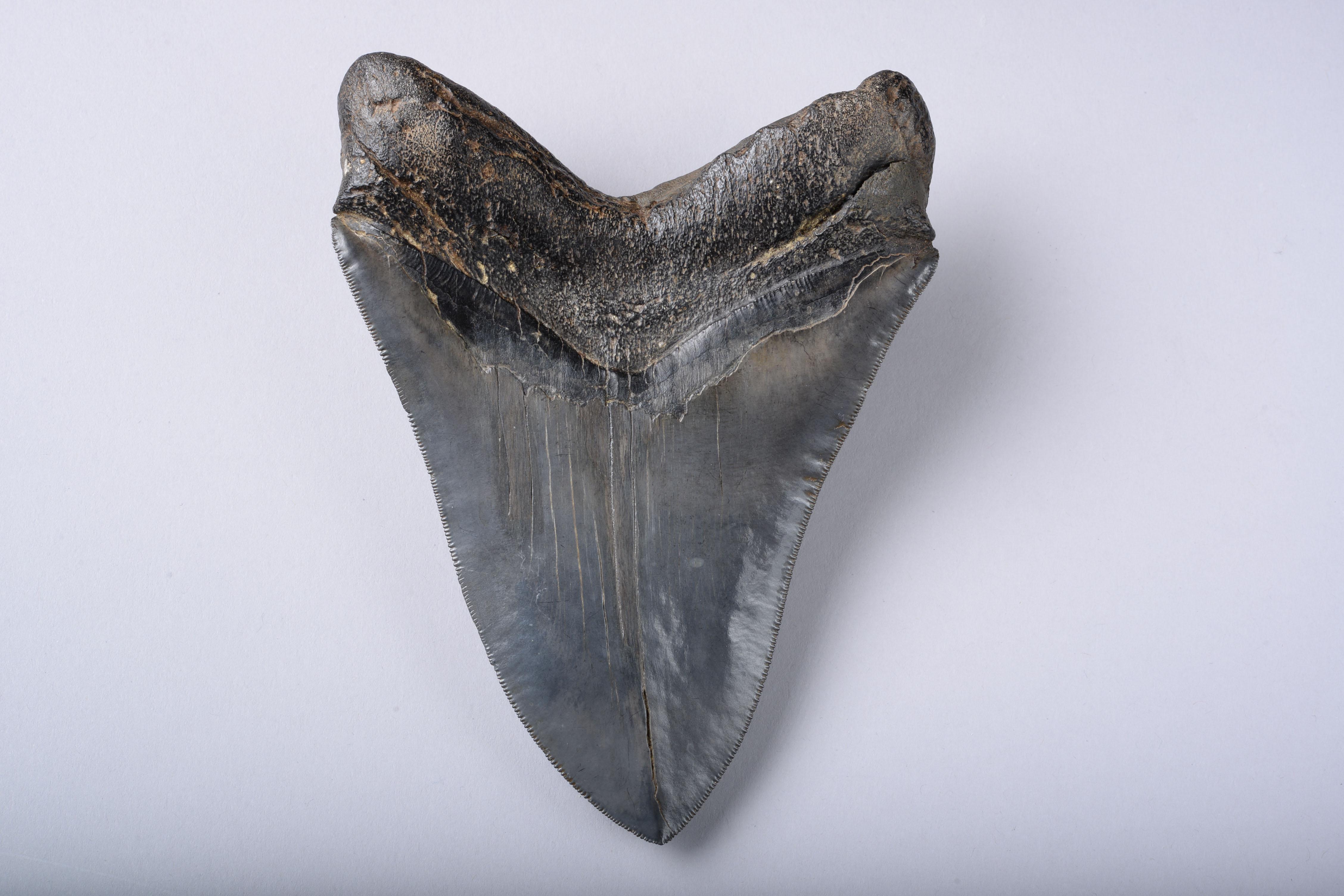 18th Century and Earlier Enormous Megalodon Shark Tooth Fossil