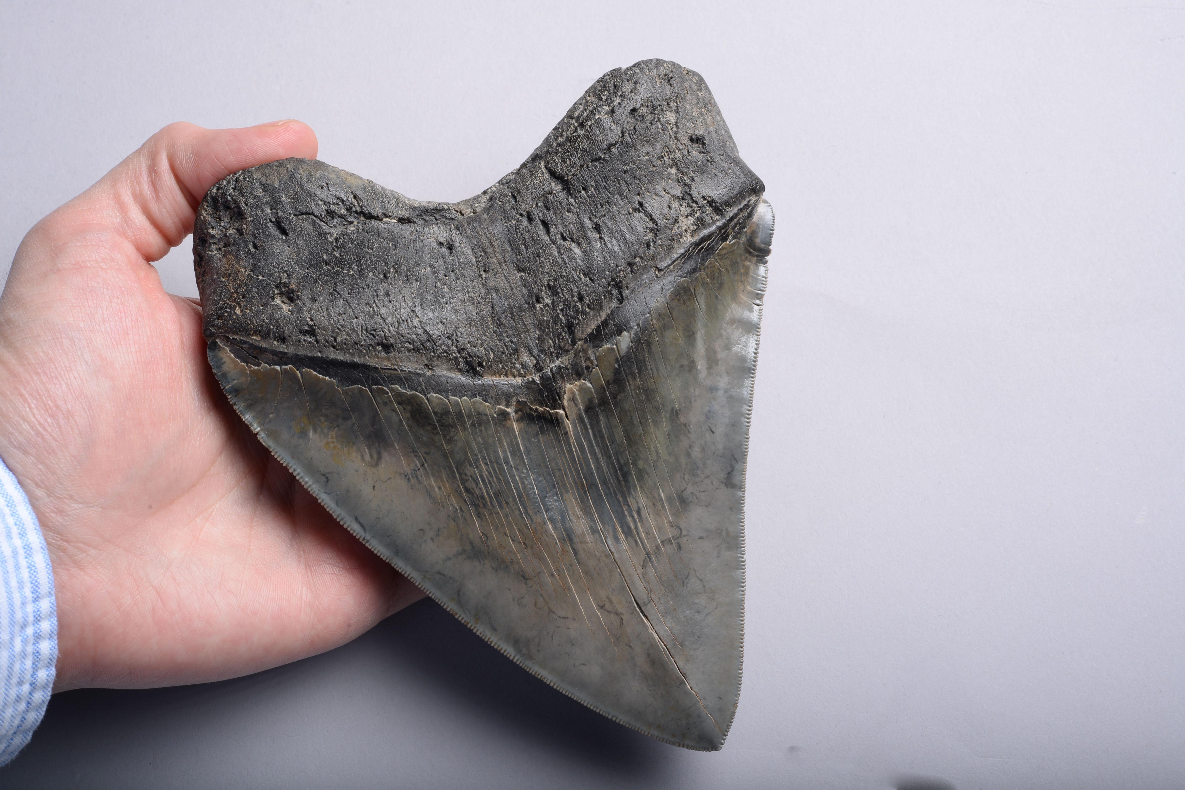 18th Century and Earlier Enormous Megalodon Shark Tooth Fossil