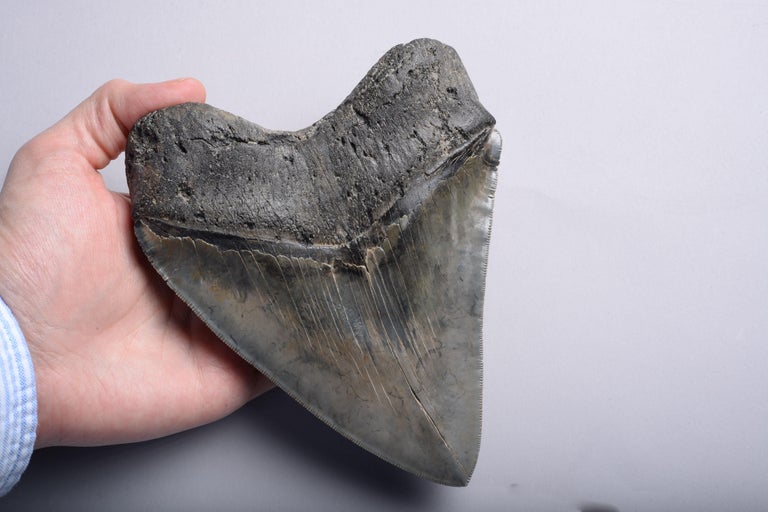 Enormous Megalodon Shark Tooth Fossil at 1stDibs