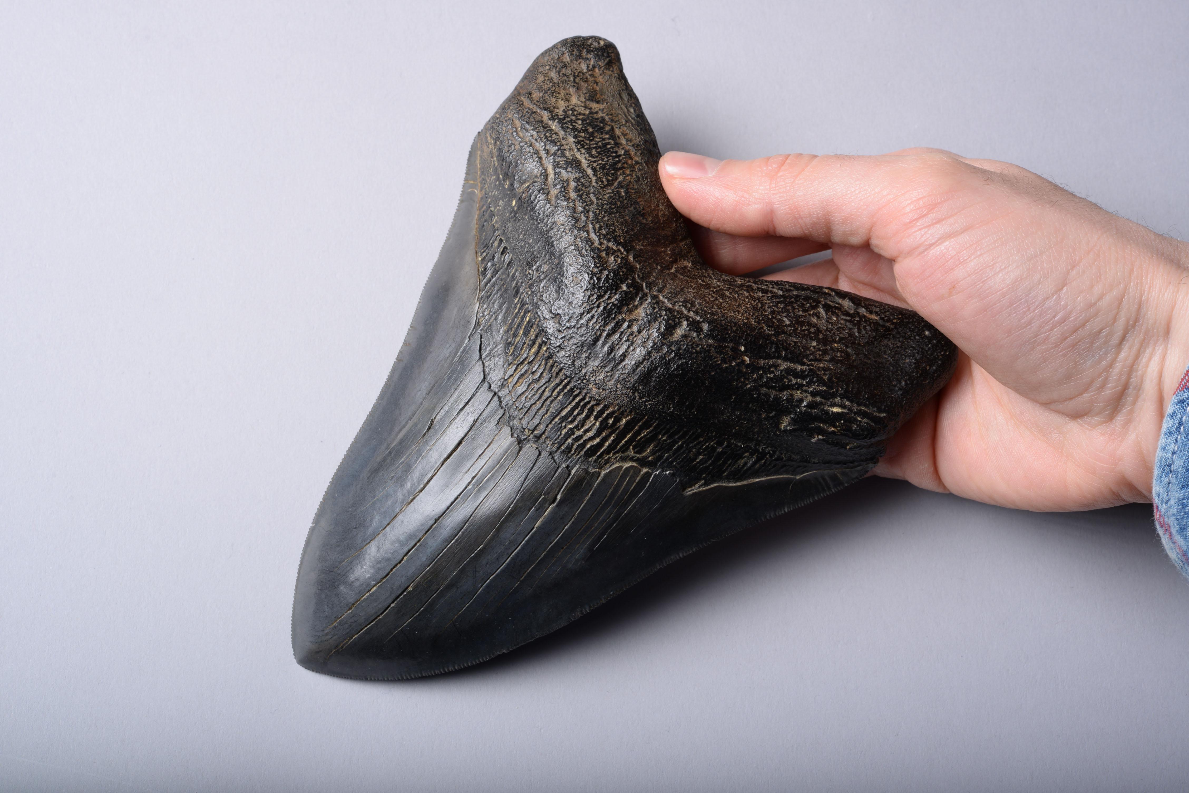 Enormous Megalodon Shark Tooth Fossil 1