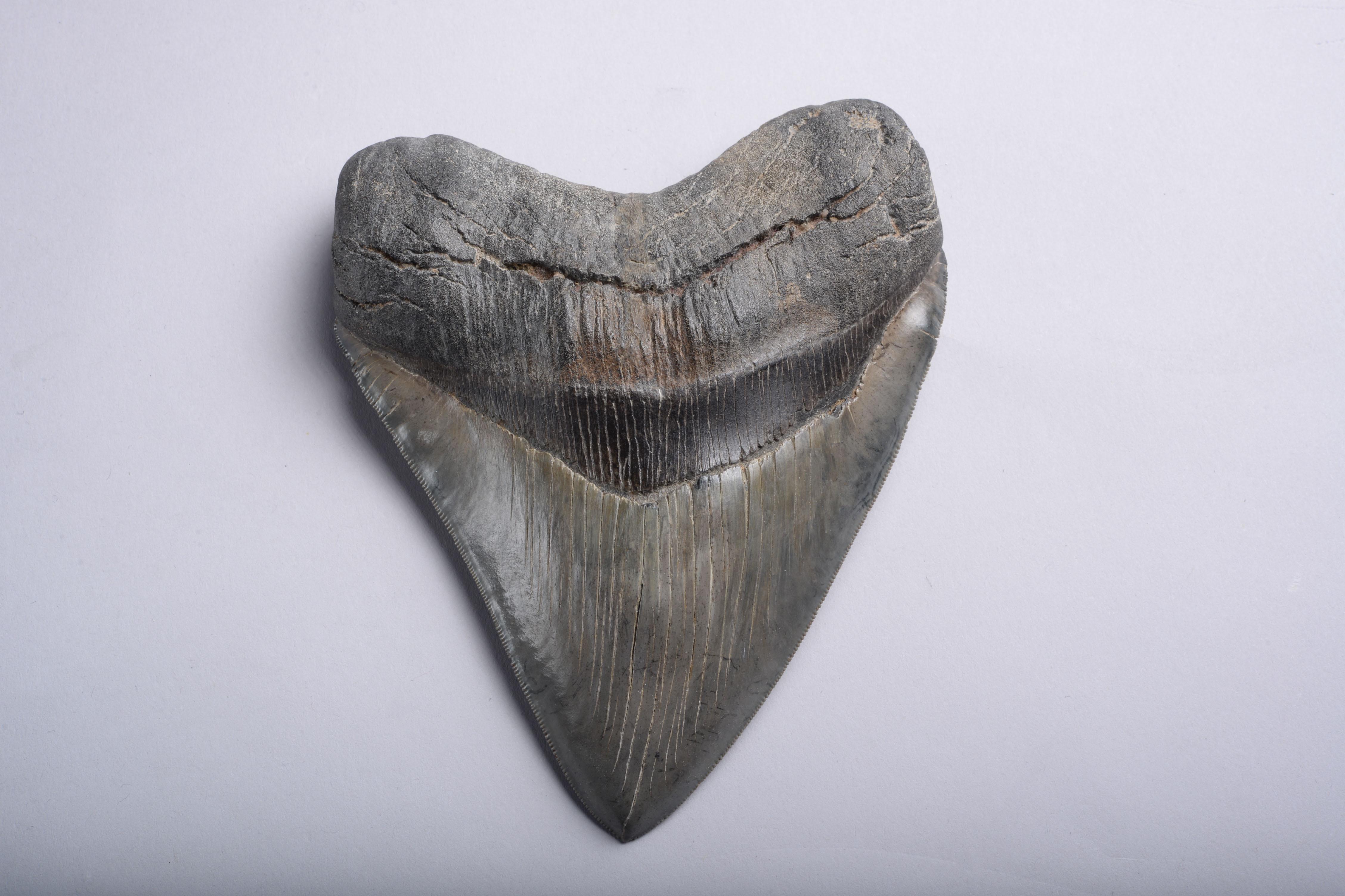 Other Enormous Megalodon Shark Tooth Fossil