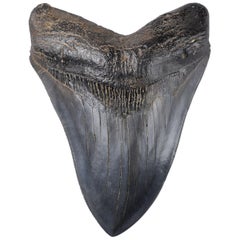 Antique Enormous Megalodon Shark Tooth Fossil