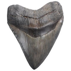 Antique Enormous Megalodon Shark Tooth Fossil
