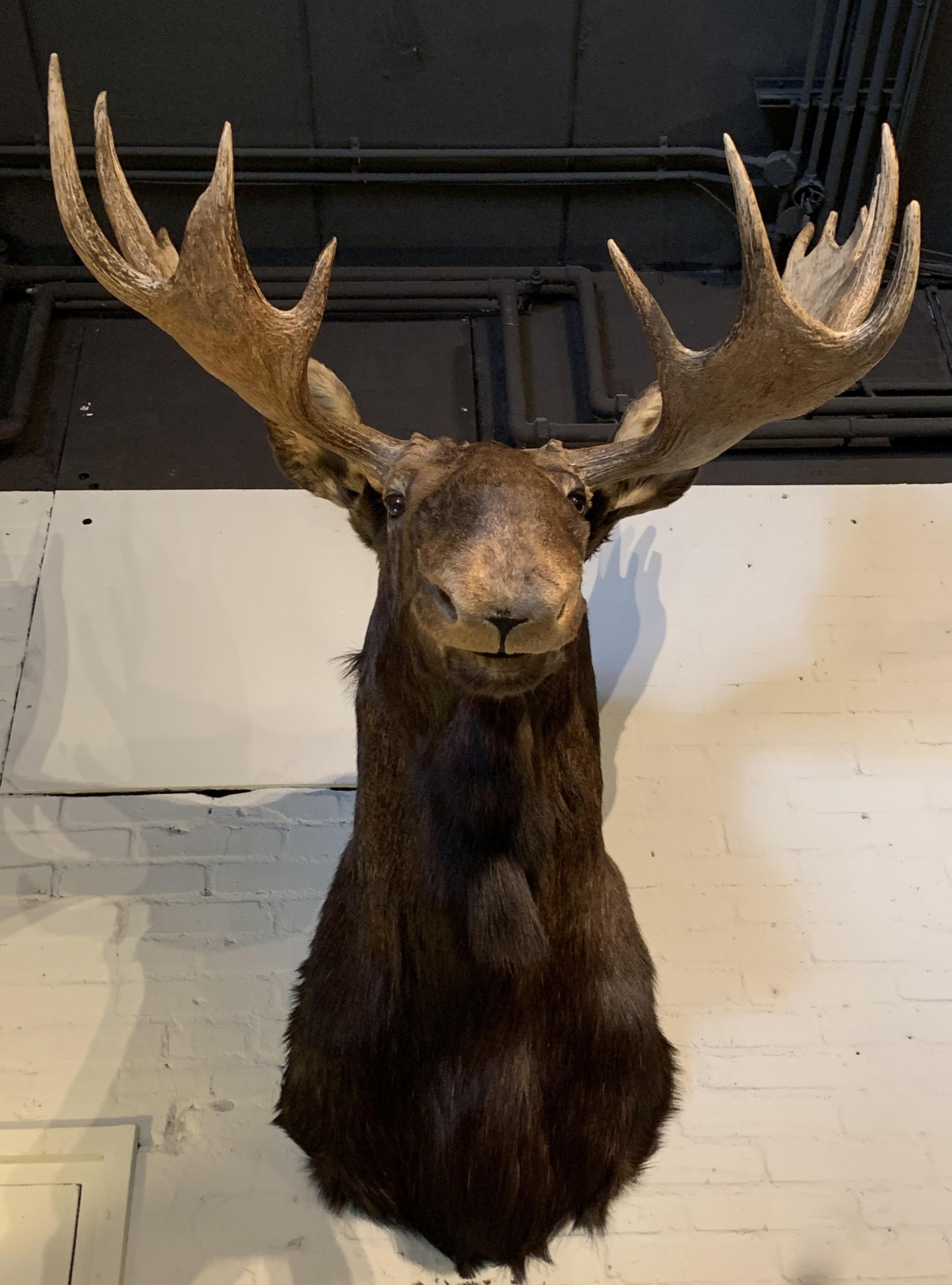 Enormous shoulder mount of a Canadian 'Yukon' moose. This head is made very life like and whit great attention for detail. Perfect eye catcher for an alpine chalet
It has detachable antlers which is easy for shipment.