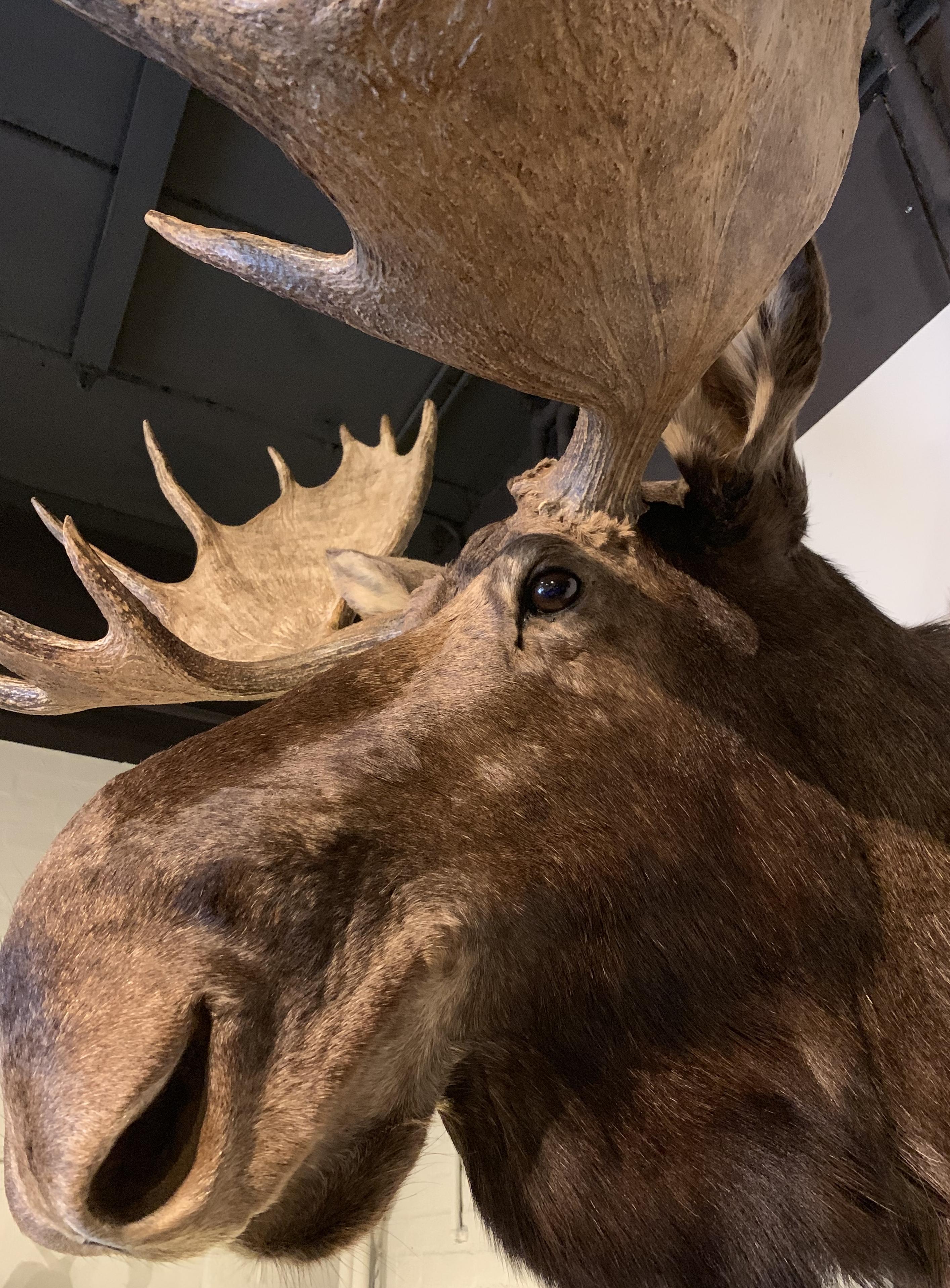 Enormous Shoulder Mount of a Canadian 'Yukon' Moose, Alpine Chalet Eyecather In Excellent Condition In Eindhoven, NL