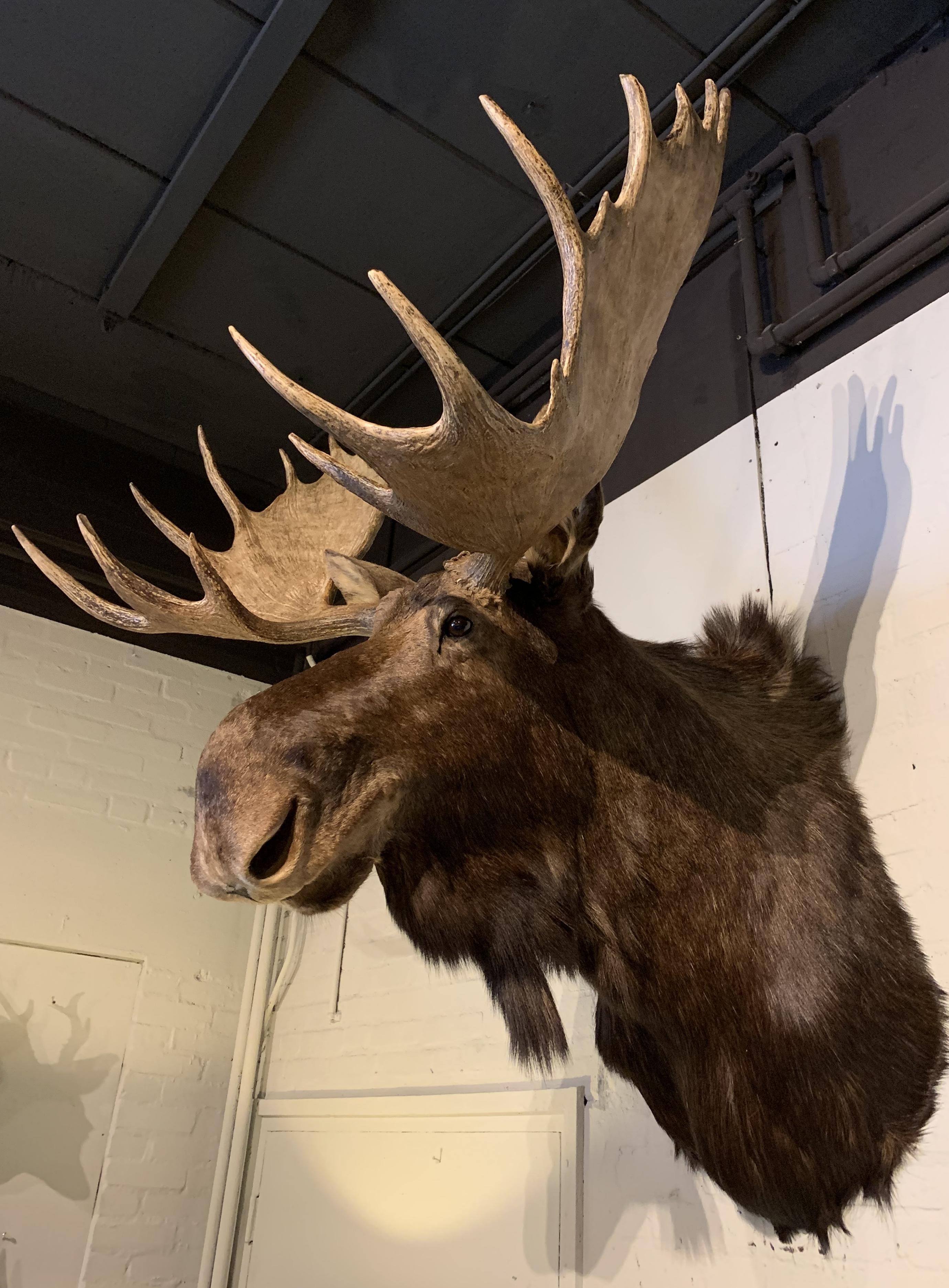 Contemporary Enormous Shoulder Mount of a Canadian 'Yukon' Moose, Alpine Chalet Eyecather