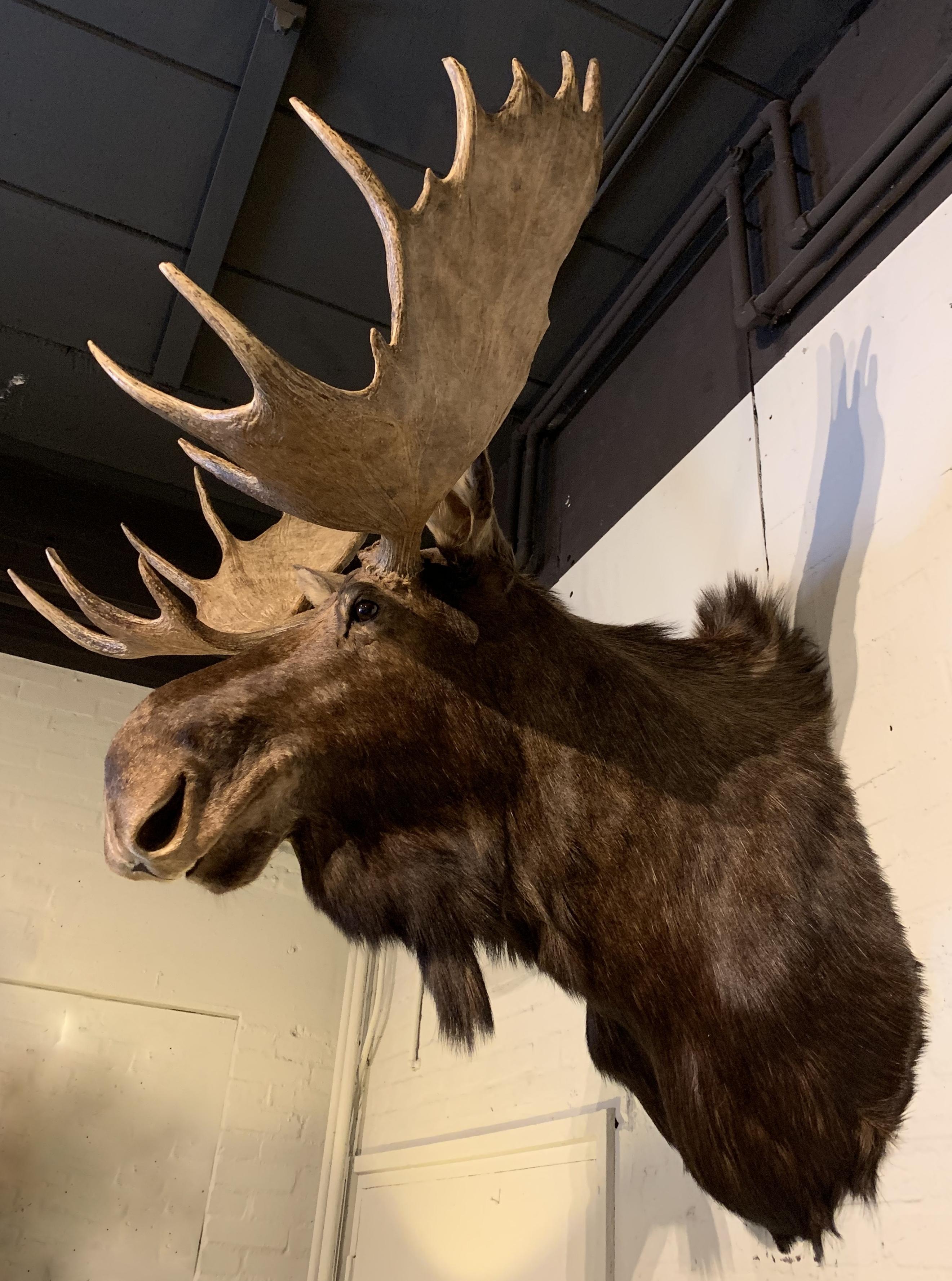 Animal Skin Enormous Shoulder Mount of a Canadian 'Yukon' Moose, Alpine Chalet Eyecather