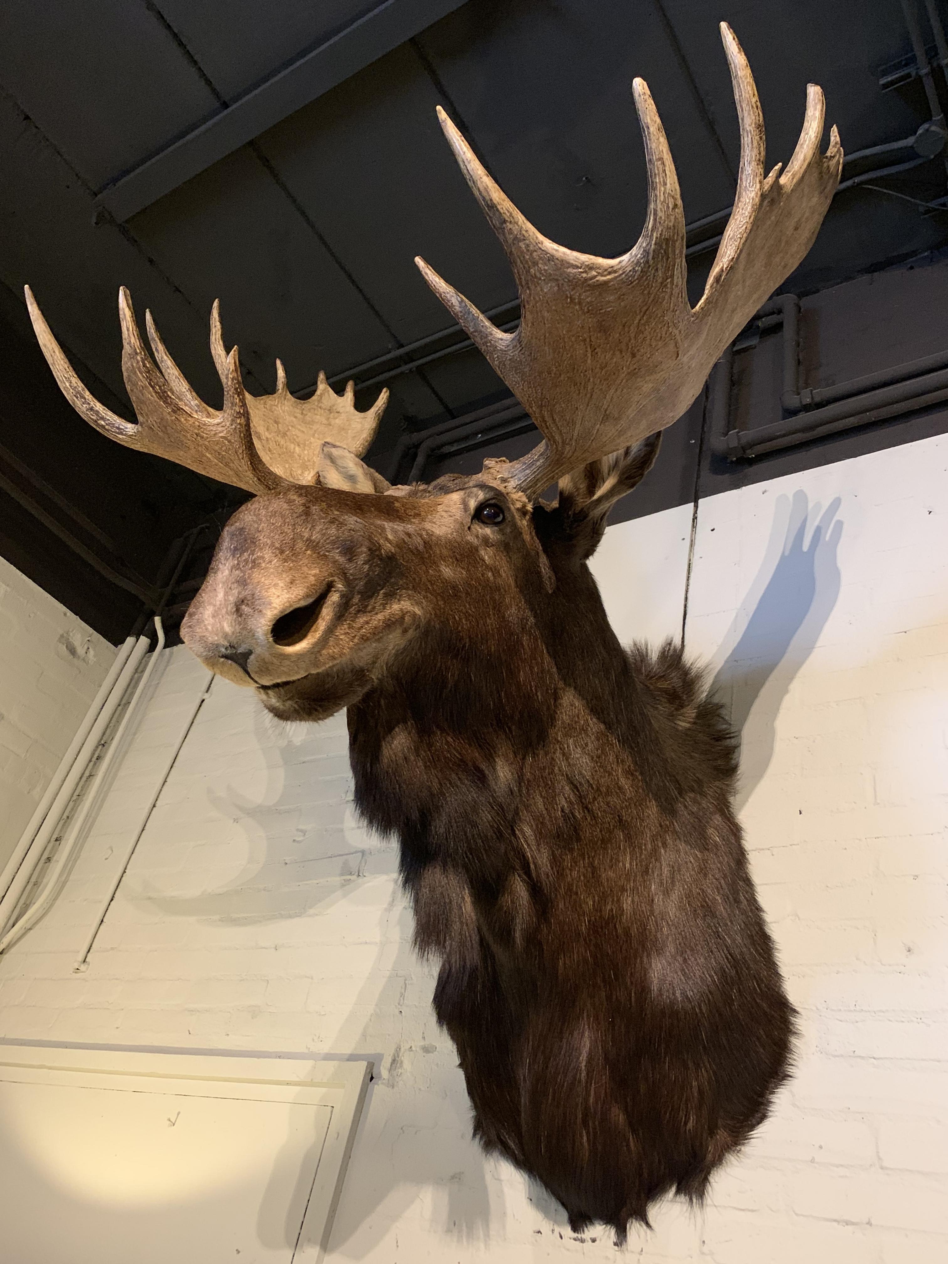 Enormous Shoulder Mount of a Canadian 'Yukon' Moose, Alpine Chalet Eyecather 1