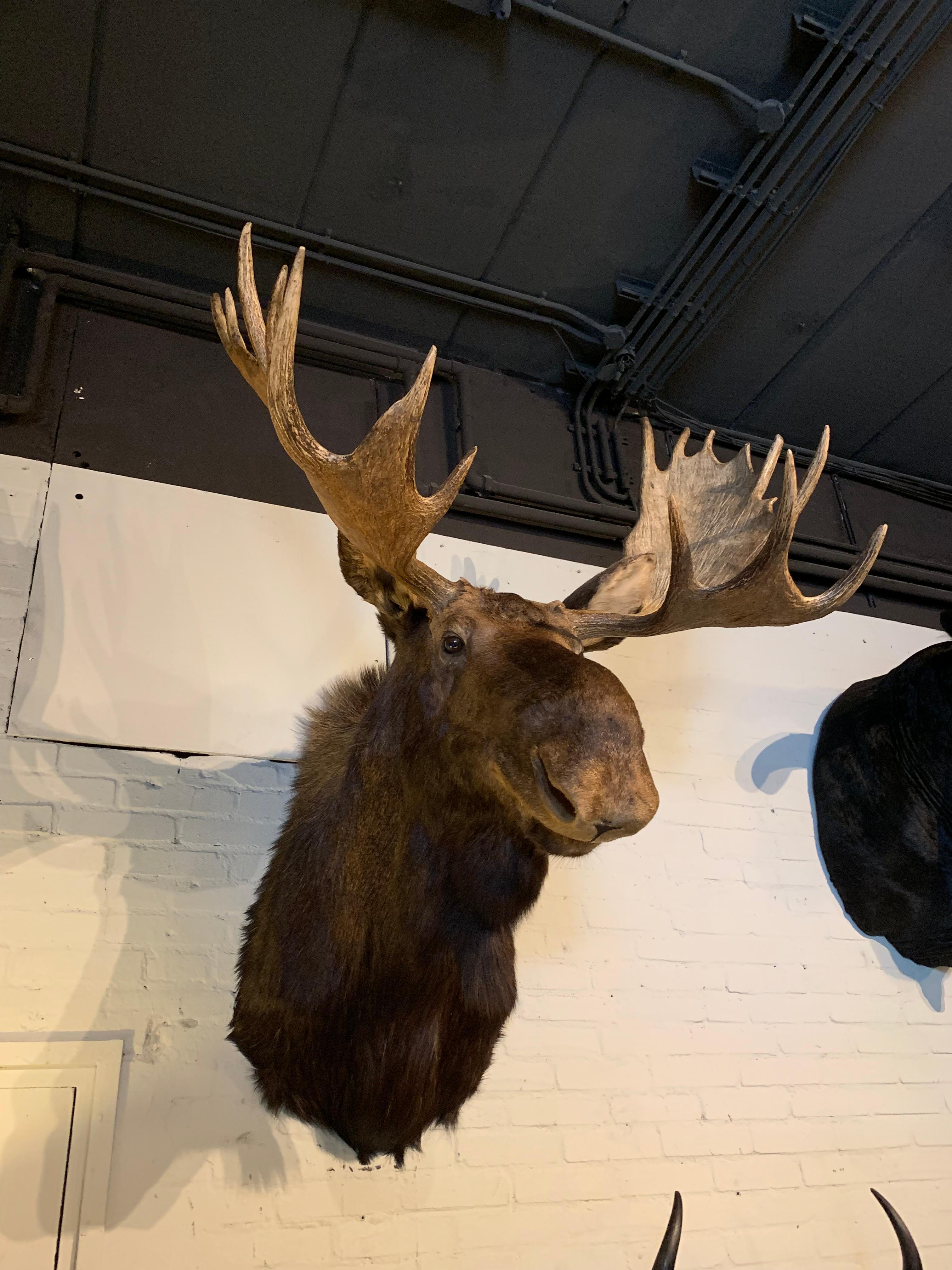 Enormous Shoulder Mount of a Canadian 'Yukon' Moose, Alpine Chalet Eyecather 2