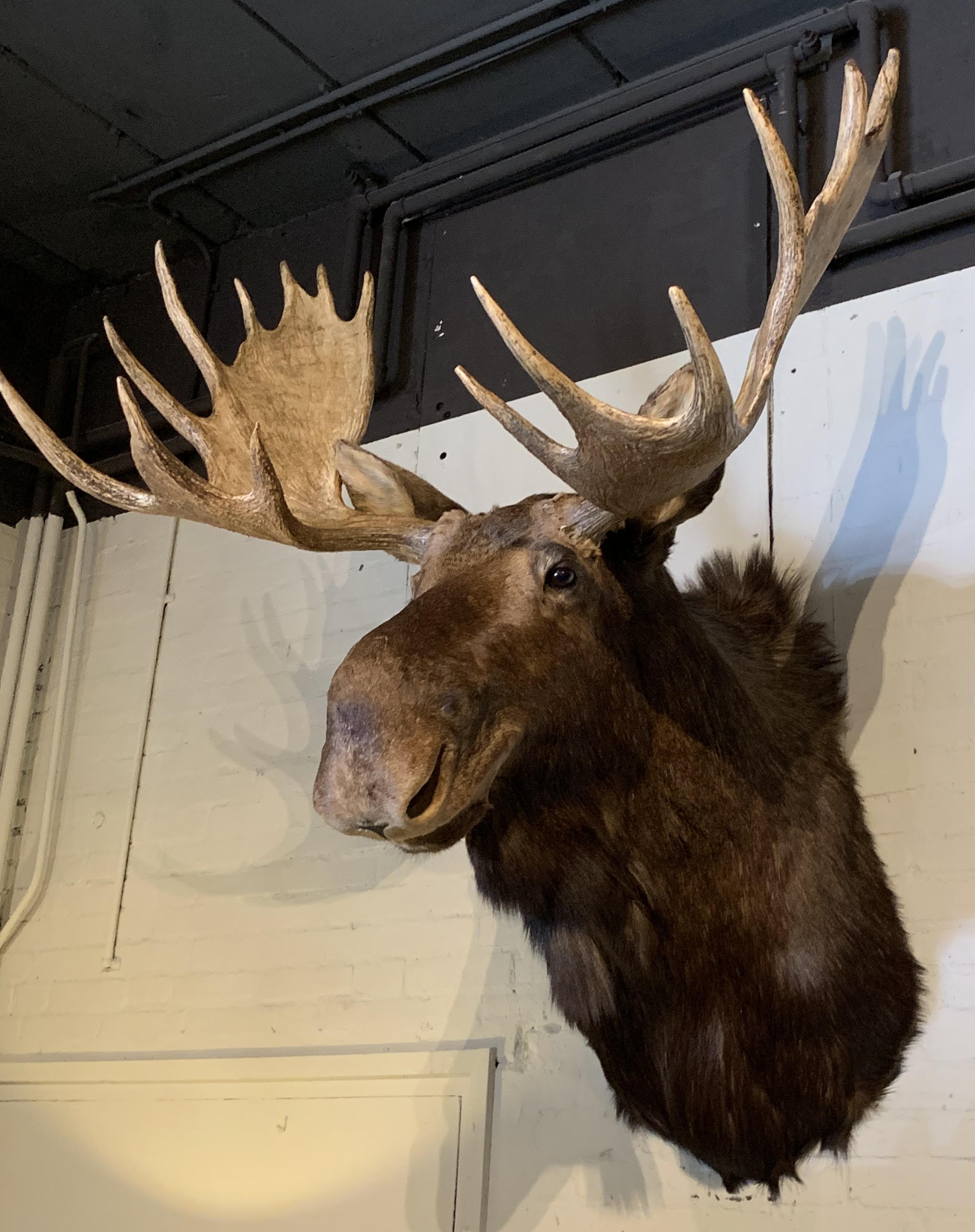 Enormous Shoulder Mount of a Canadian 'Yukon' Moose, Alpine Chalet Eyecather 3