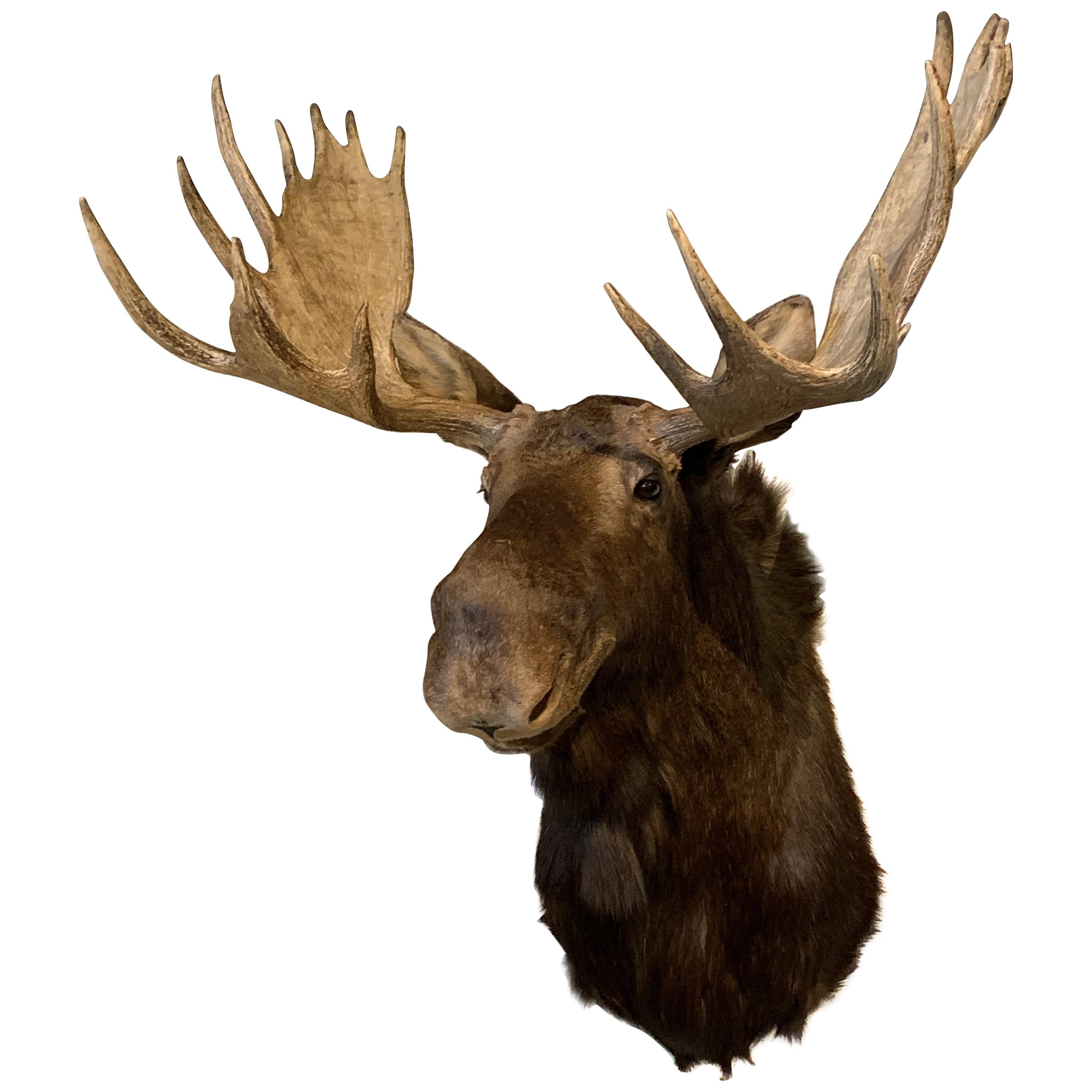 Enormous Shoulder Mount of a Canadian 'Yukon' Moose, Alpine Chalet Eyecather
