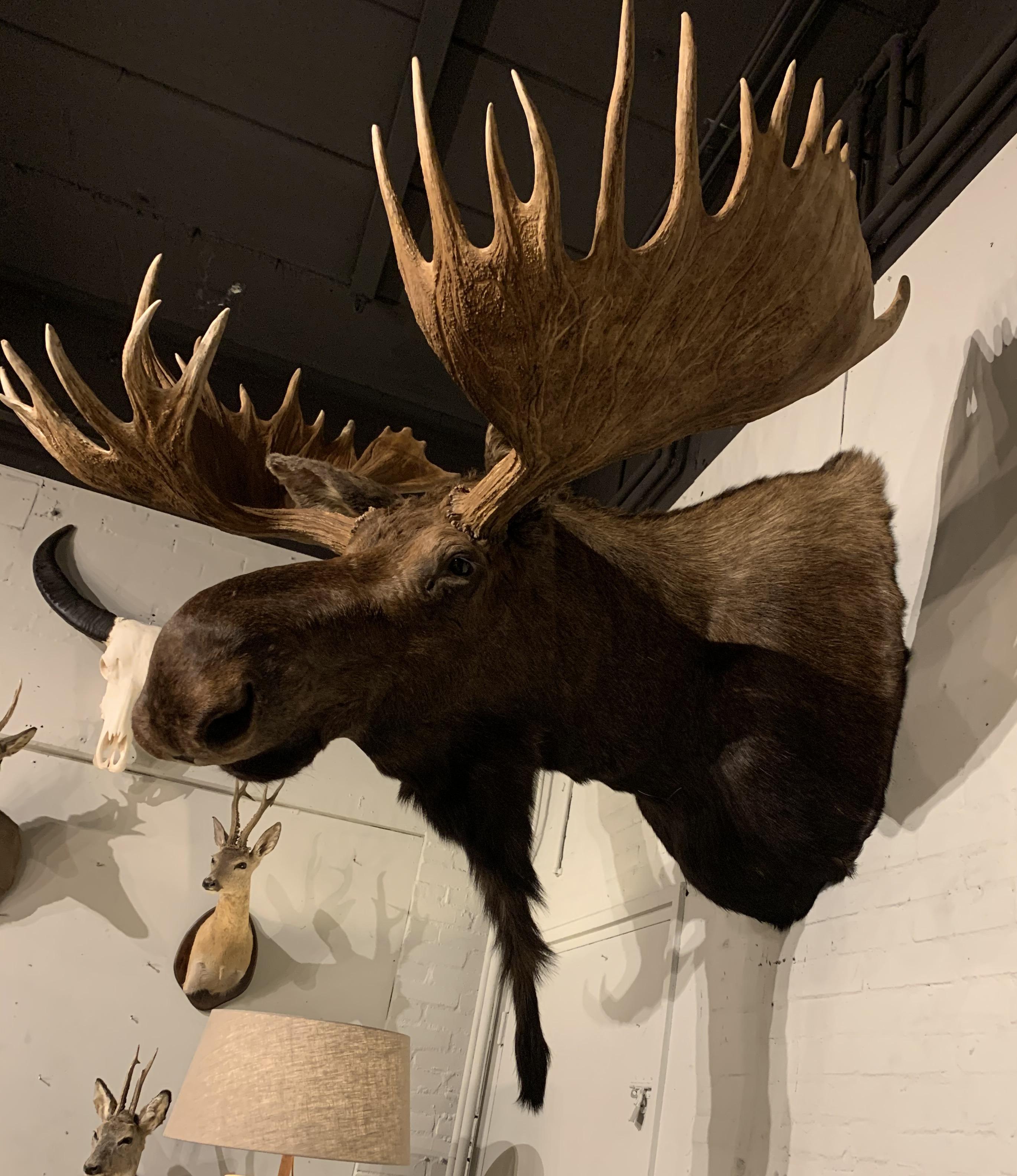 Enormous Shoulder Mount of a Massive Canadian Moose 2