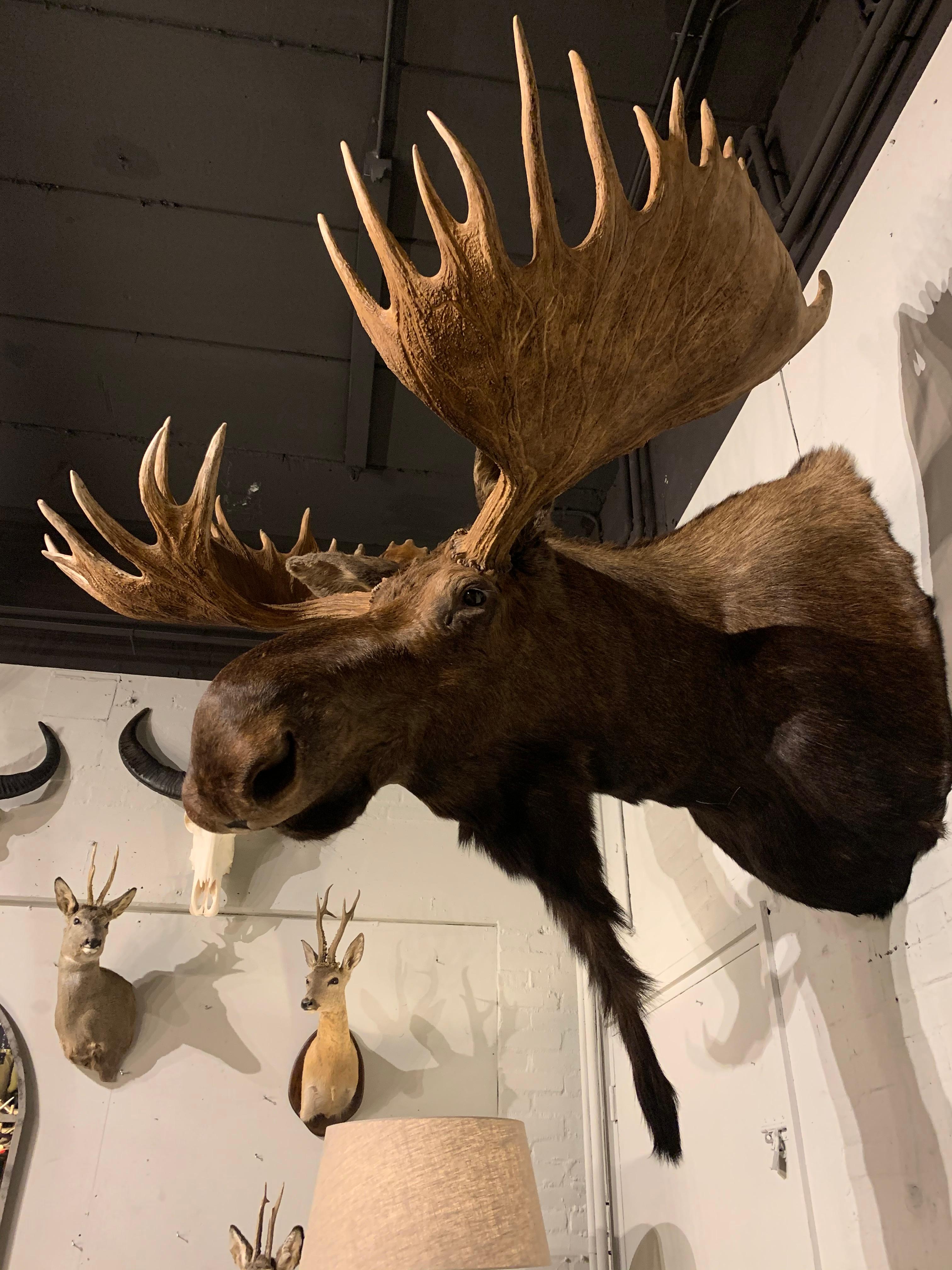 Enormous shoulder mount of a Canadian moose. This head is made very life like and whit great attention for detail. Perfect eye catcher for an alpine chalet.
It is the biggest moose we ever had in our collection.
 