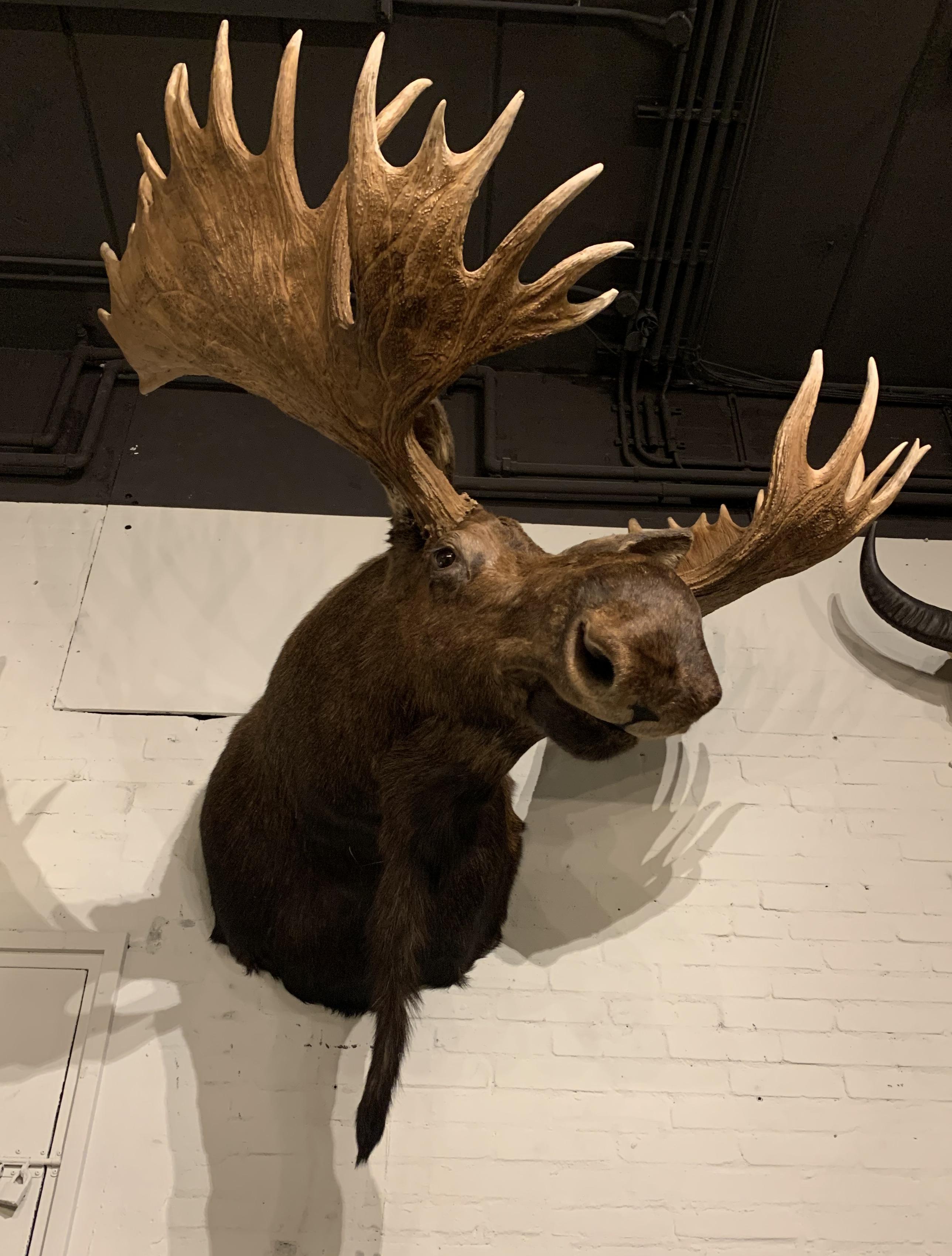 moose shoulder mount