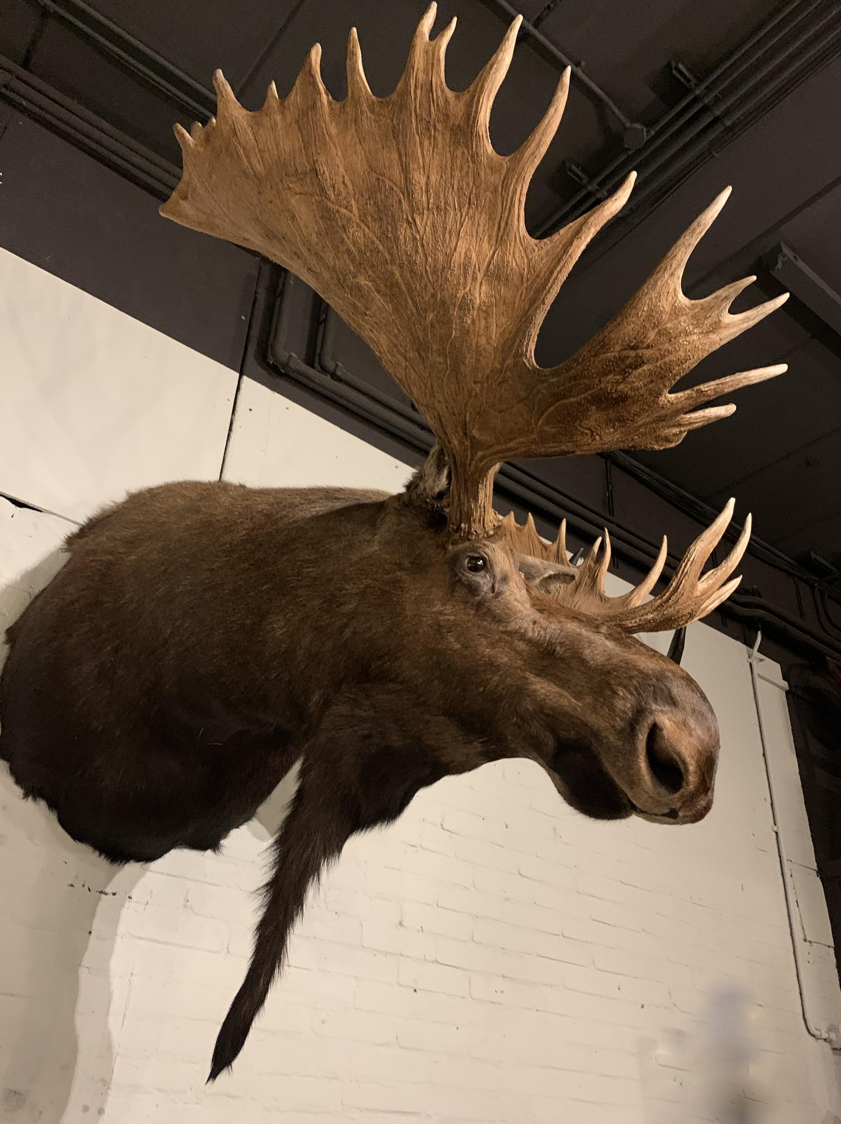 Enormous Shoulder Mount of a Massive Canadian Moose In Excellent Condition In Eindhoven, NL