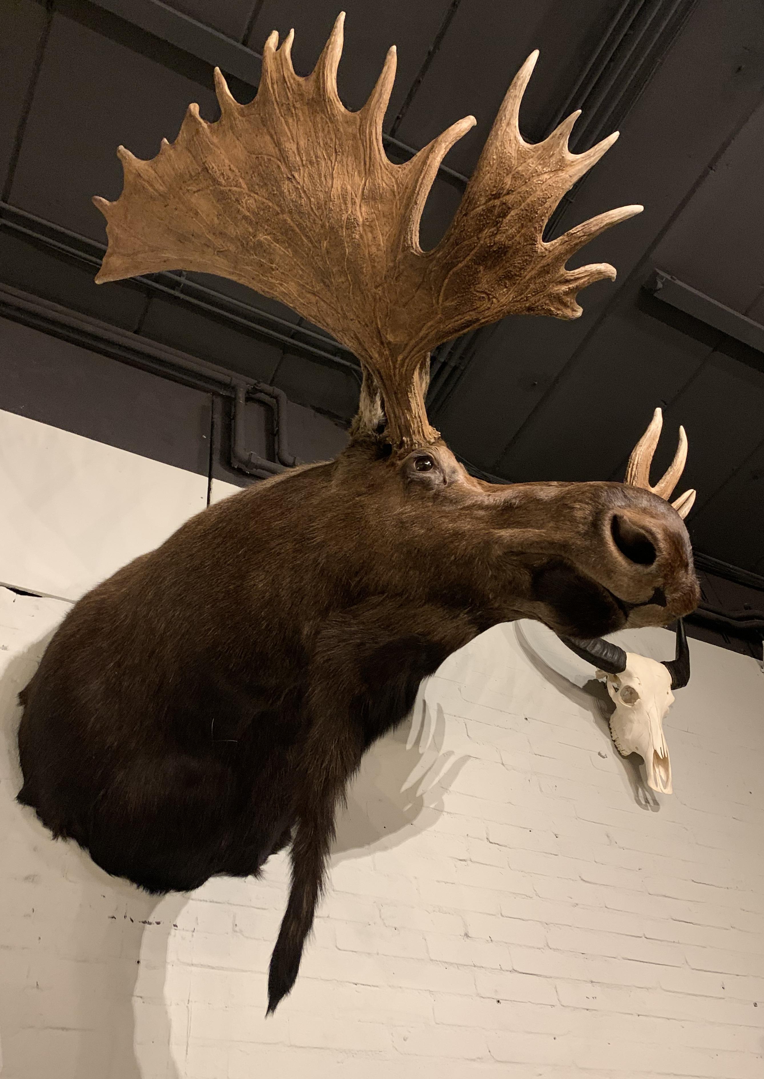 Contemporary Enormous Shoulder Mount of a Massive Canadian Moose