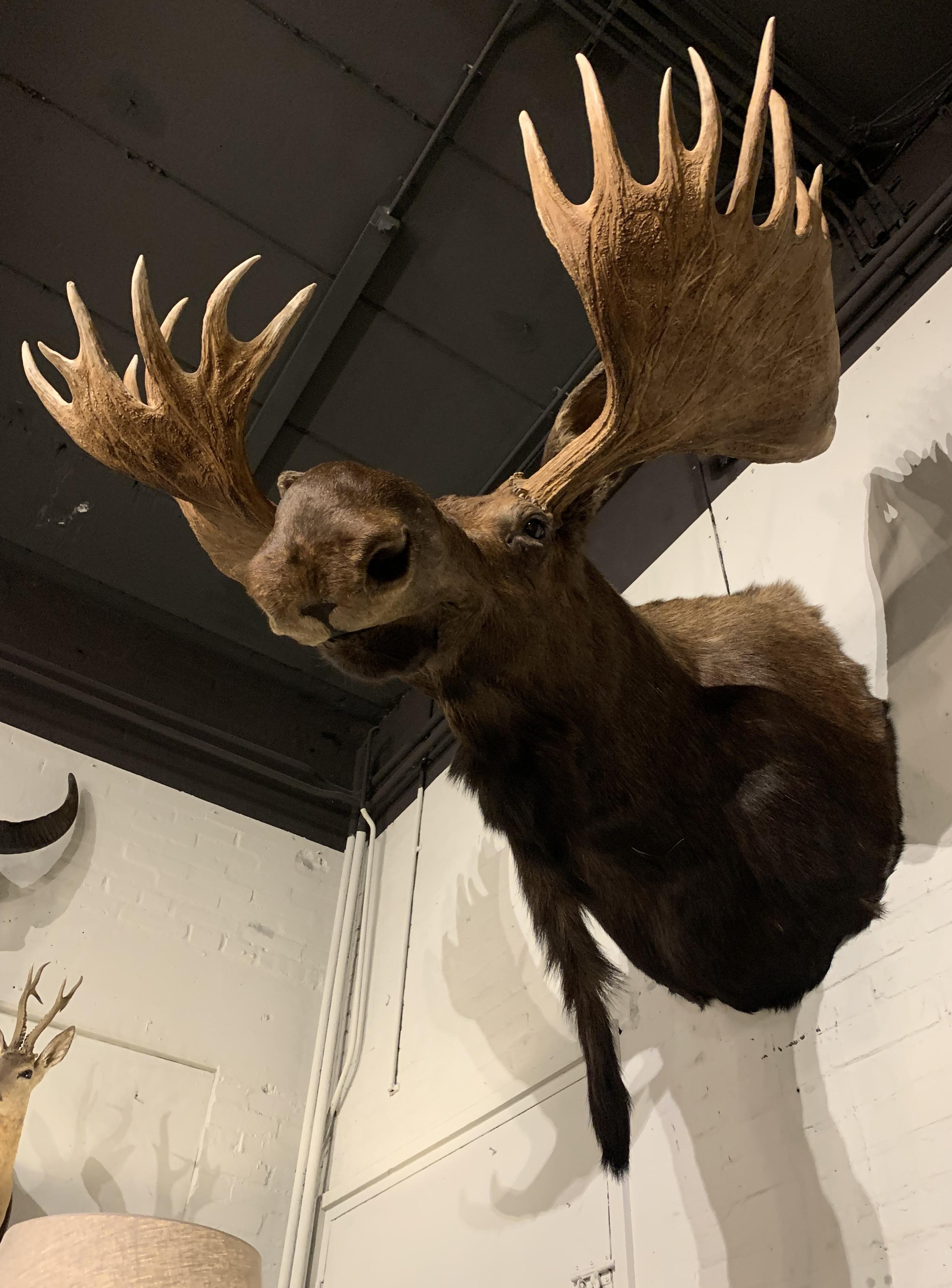 Animal Skin Enormous Shoulder Mount of a Massive Canadian Moose