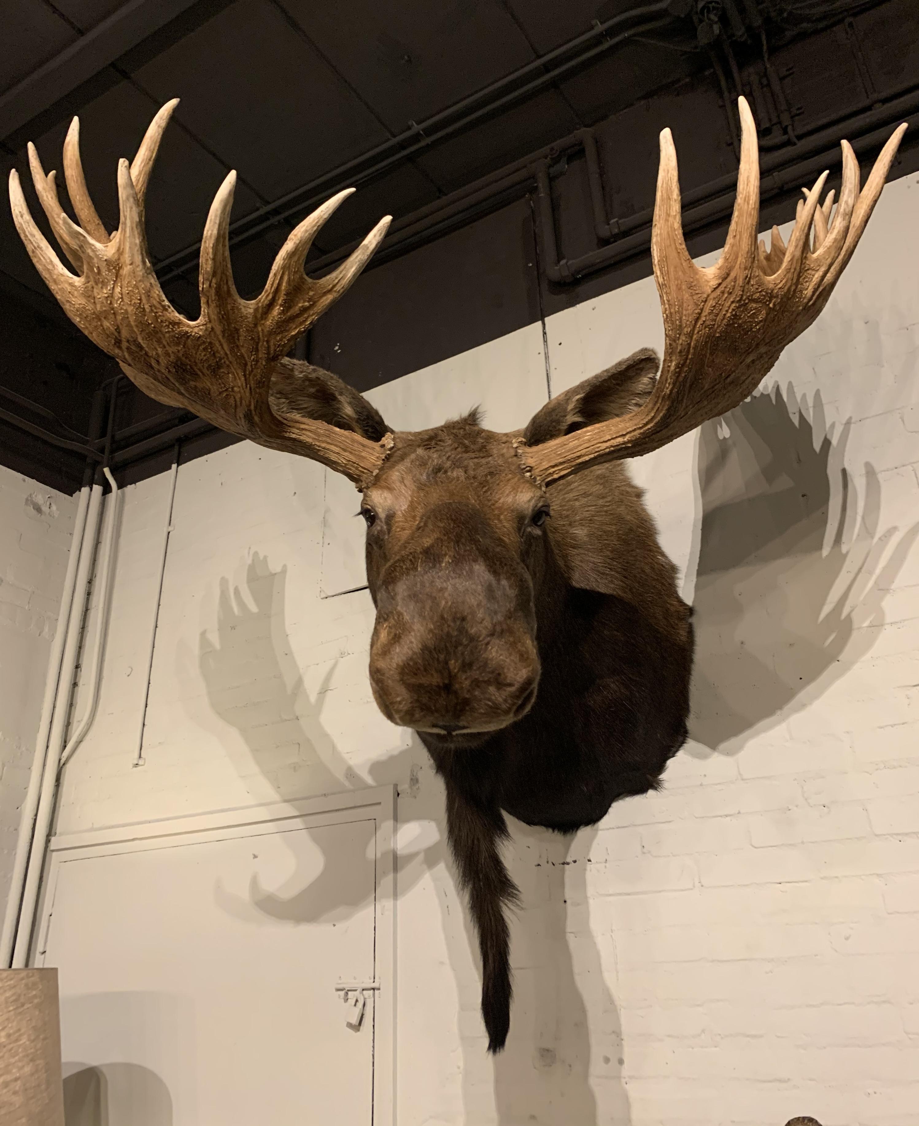 Enormous Shoulder Mount of a Massive Canadian Moose 1