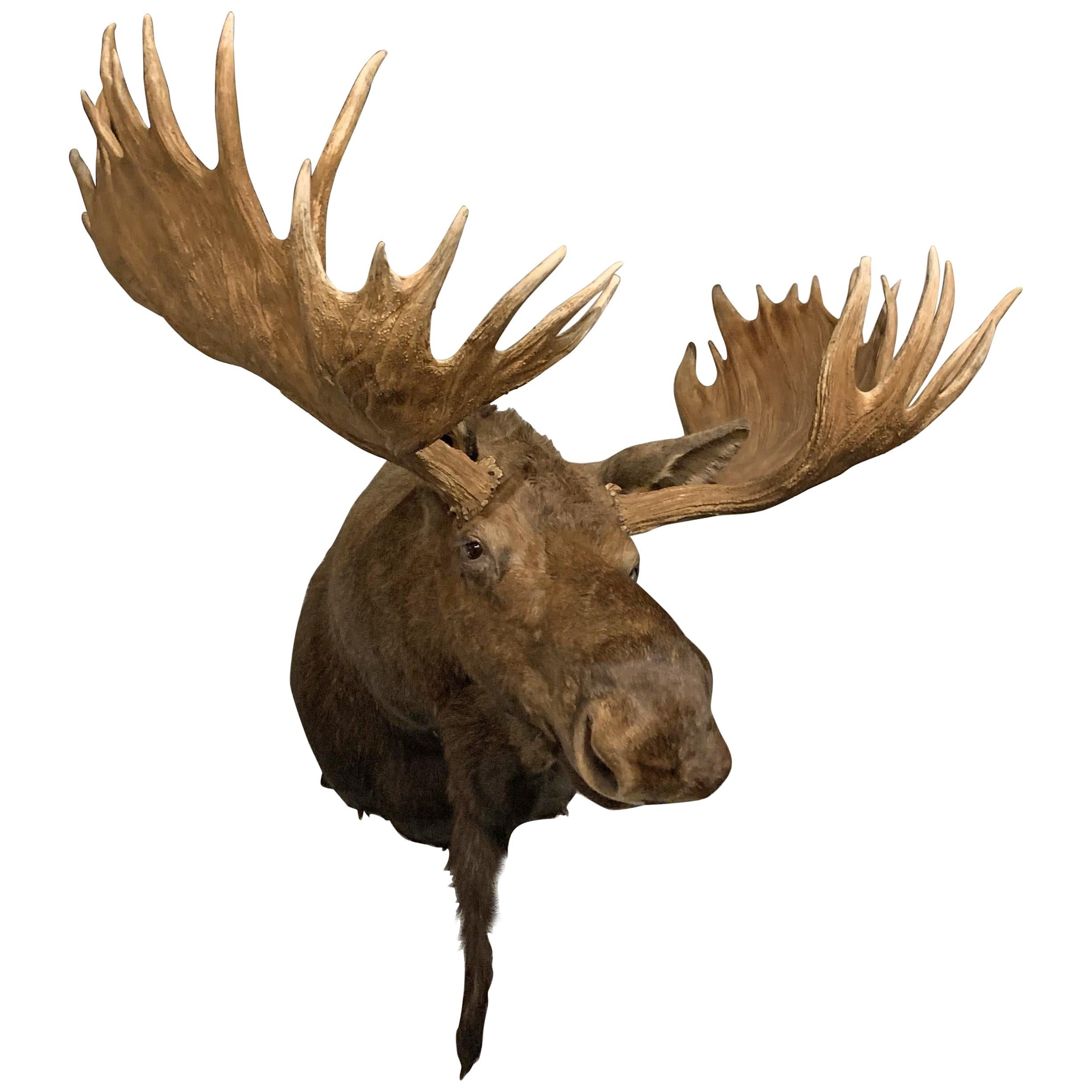Enormous Shoulder Mount of a Massive Canadian Moose