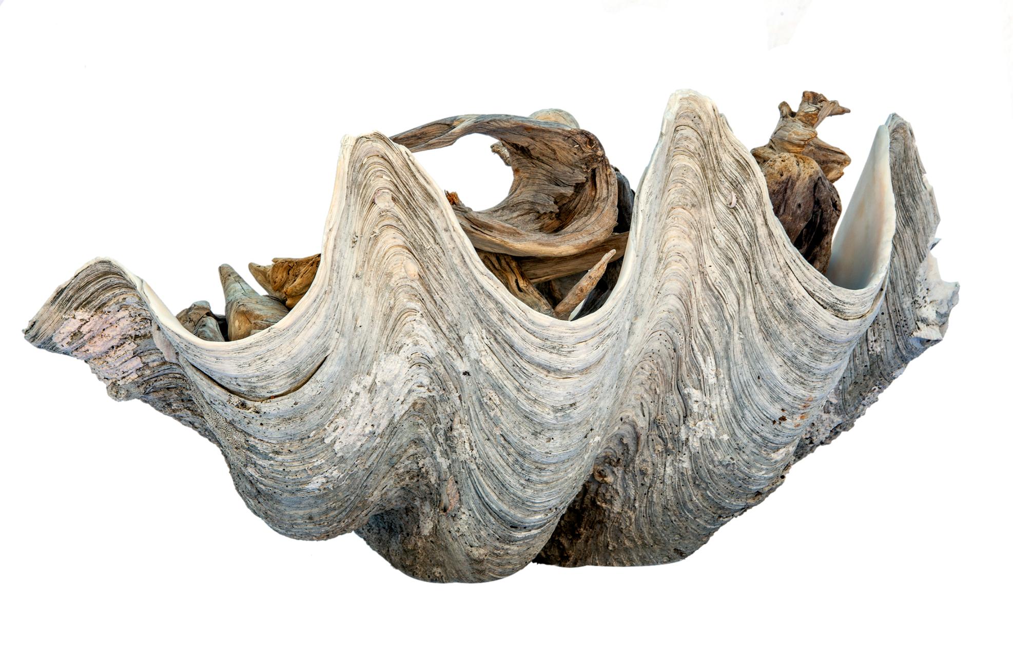 Indonesian Enormous South Pacific Clam Shell Loaded with Vintage Driftwood For Sale