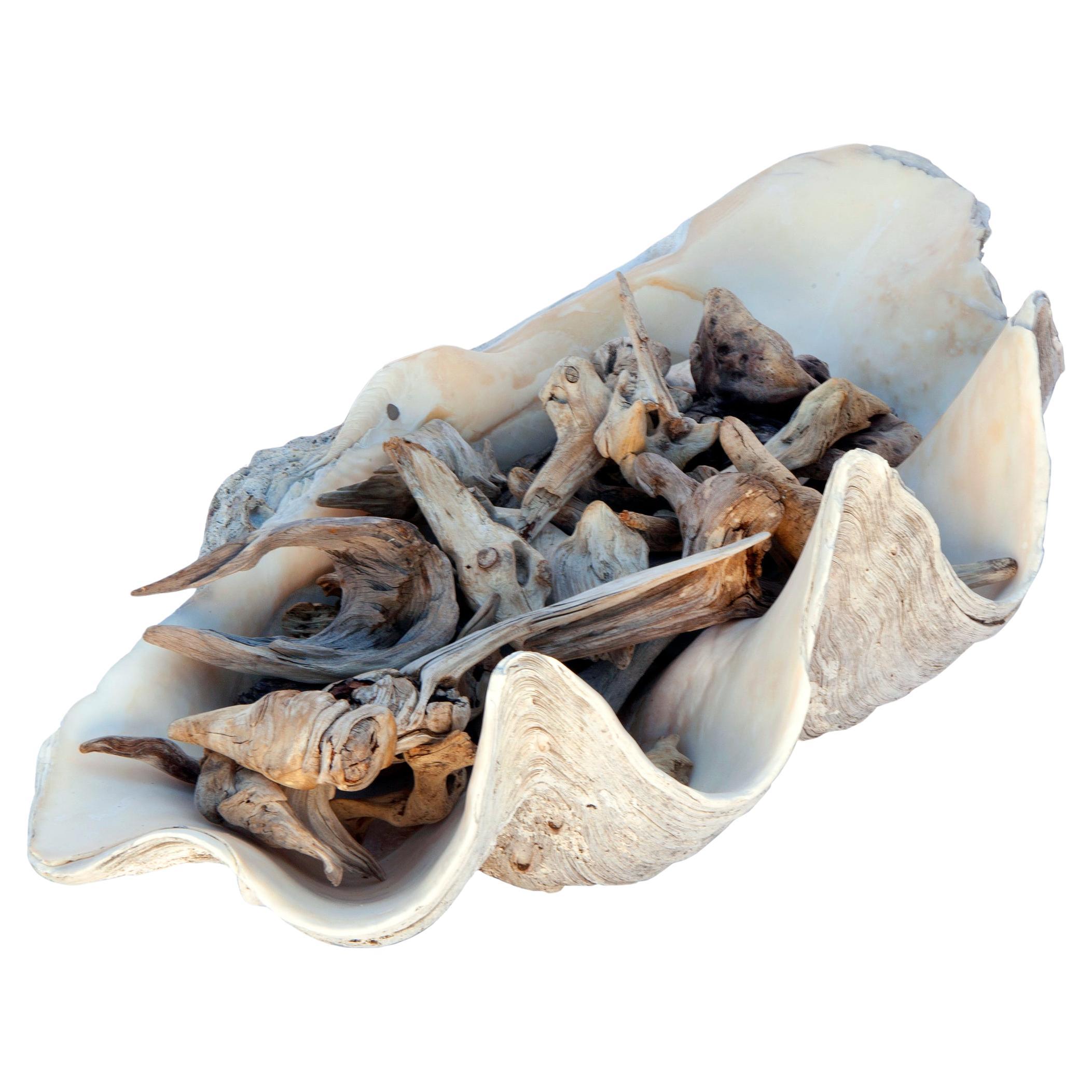 Enormous South Pacific Clam Shell Loaded with Vintage Driftwood For Sale