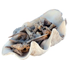 Shell Architectural Elements