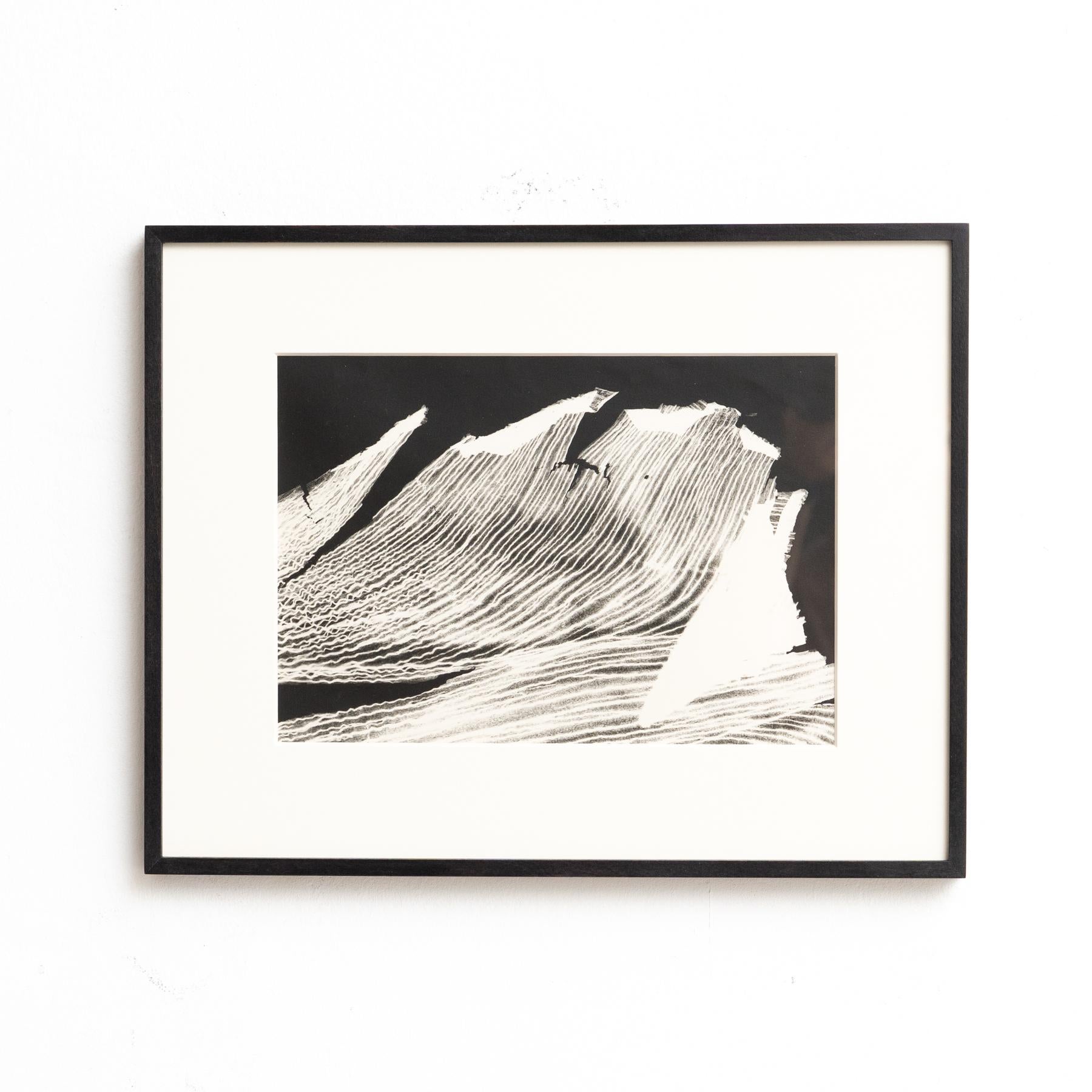 Enrico Garzaro Fotografía botánica contemporánea en blanco y negro, circa 2015 Papel en venta
