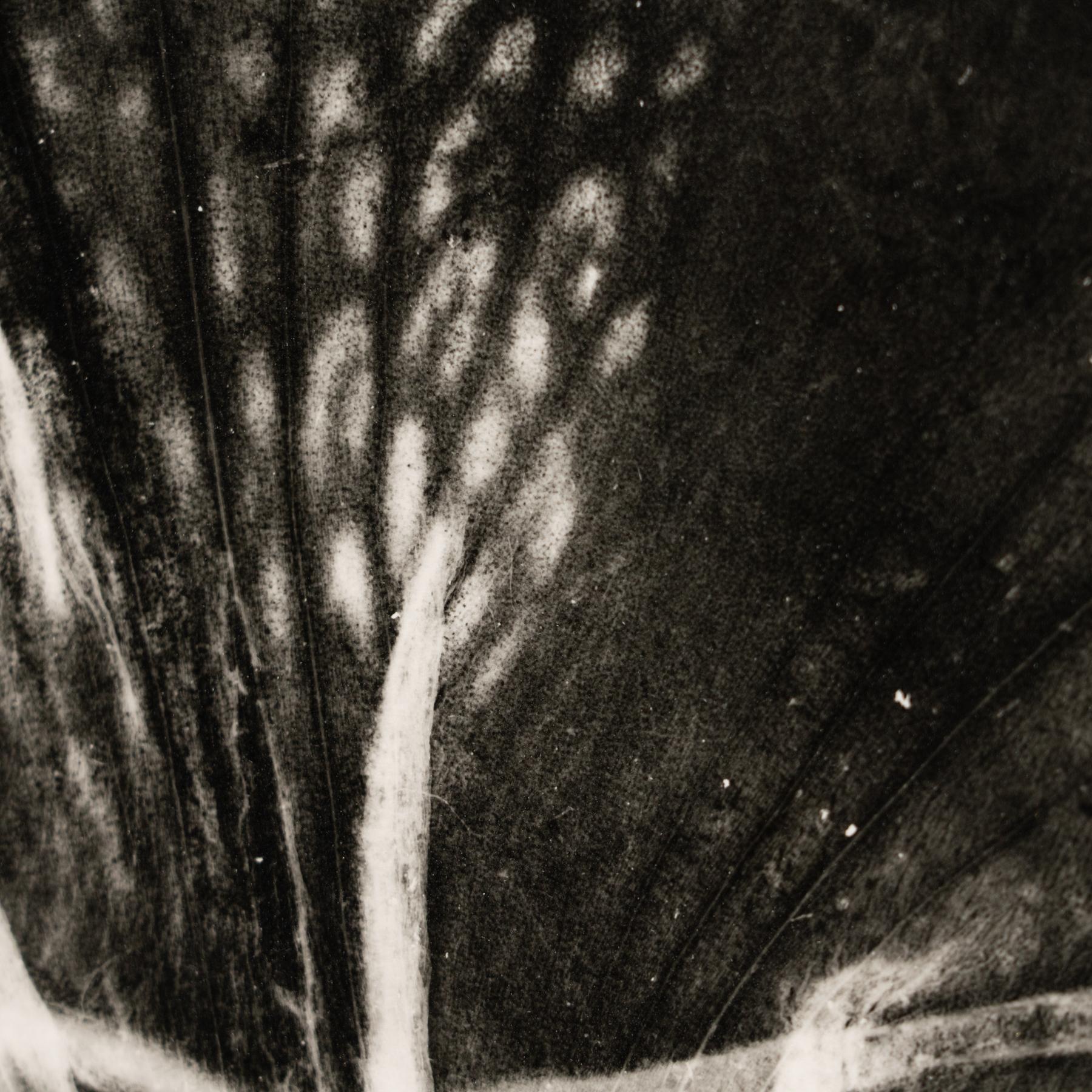 Paper Enrico Garzaro Black and White Contemporary Botanical Photography, circa 2015 For Sale