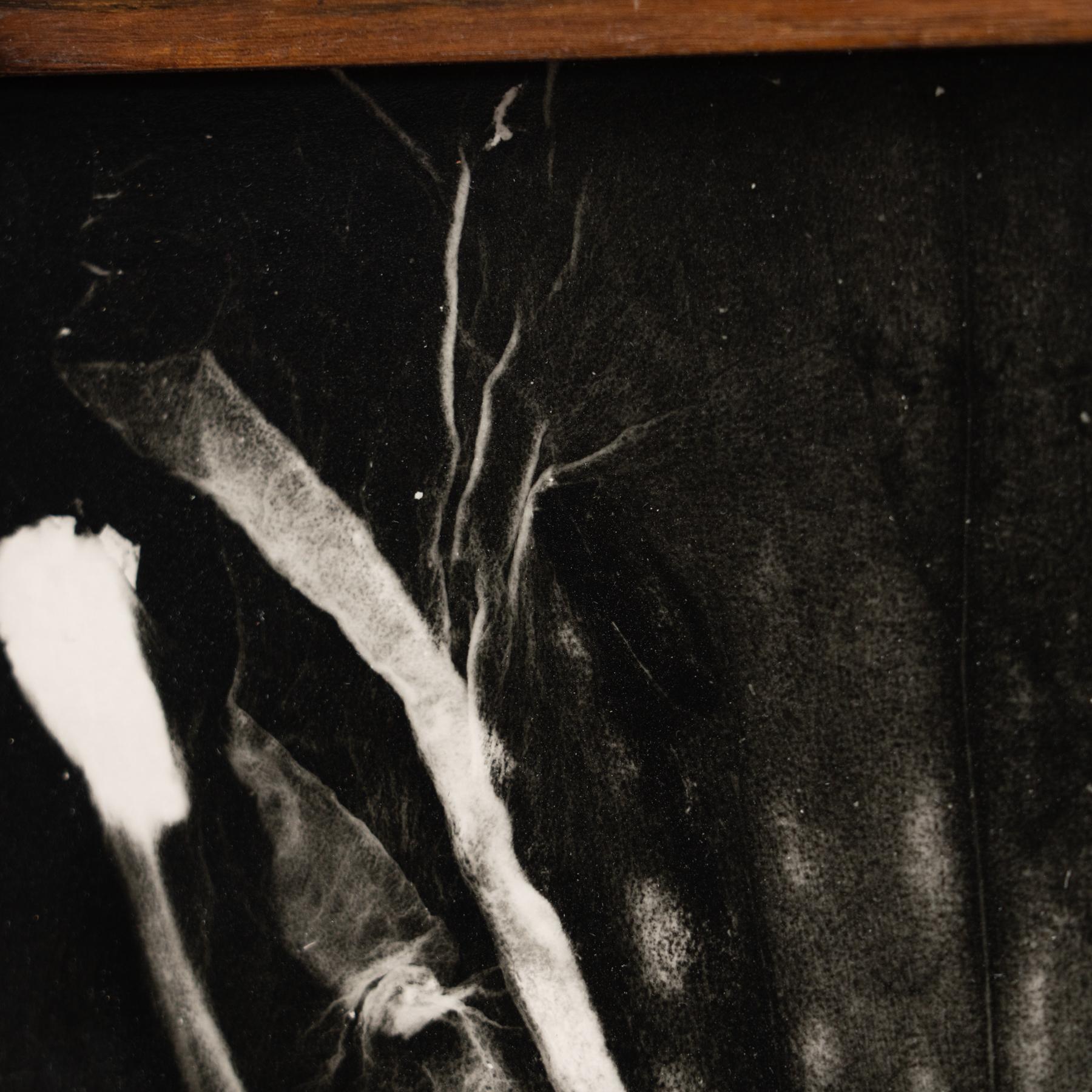 Enrico Garzaro Black and White Contemporary Botanical Photography, circa 2015 For Sale 1