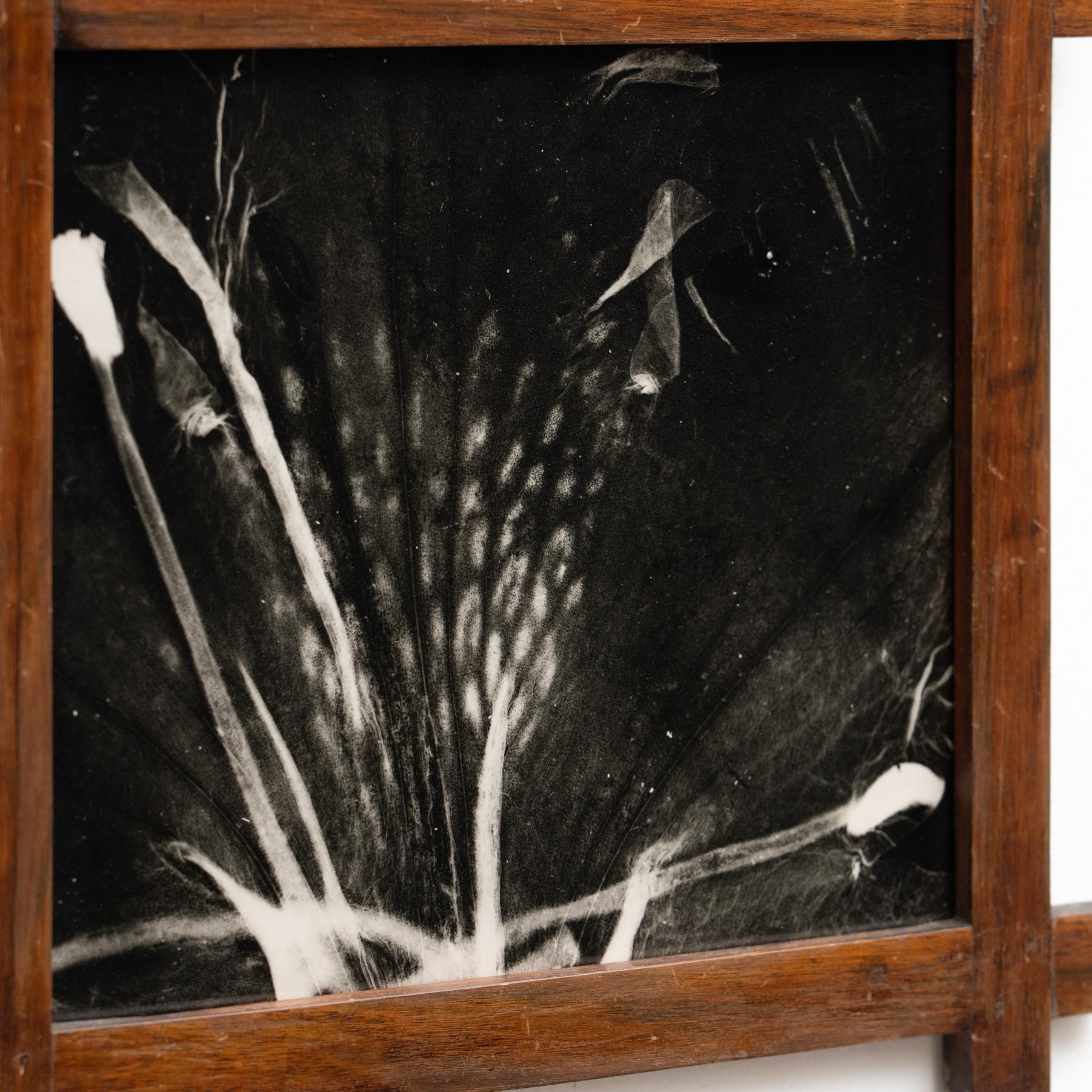 Enrico Garzaro Black and White Contemporary Botanical Photography, circa 2015 For Sale 3
