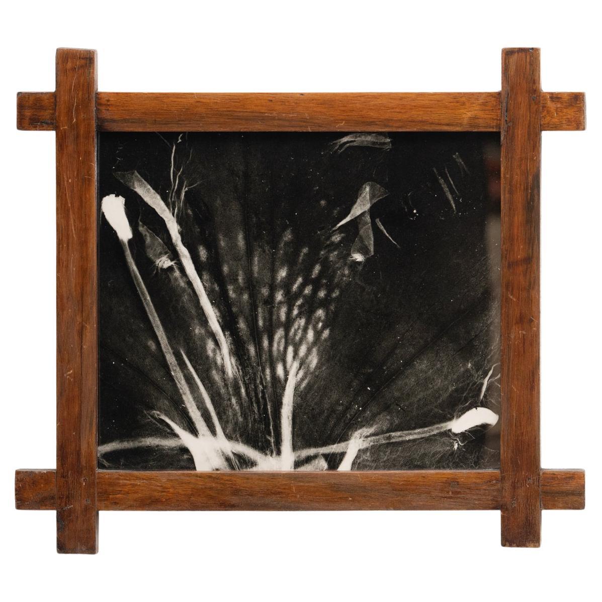 Enrico Garzaro Black and White Contemporary Botanical Photography, circa 2015 For Sale