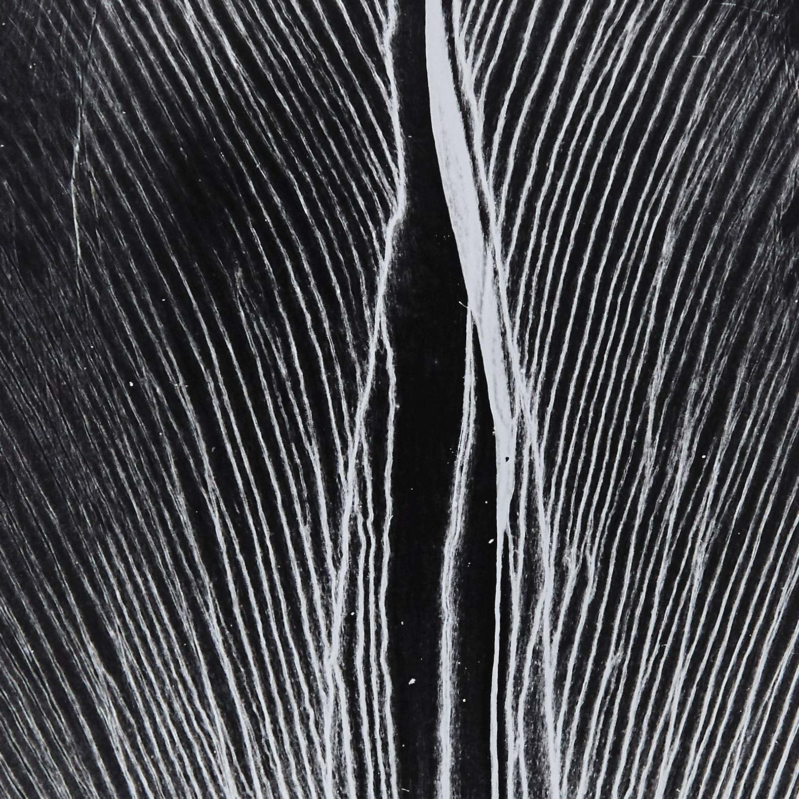 Photogram by Enrico Garzaro from the Flora series, 2015.