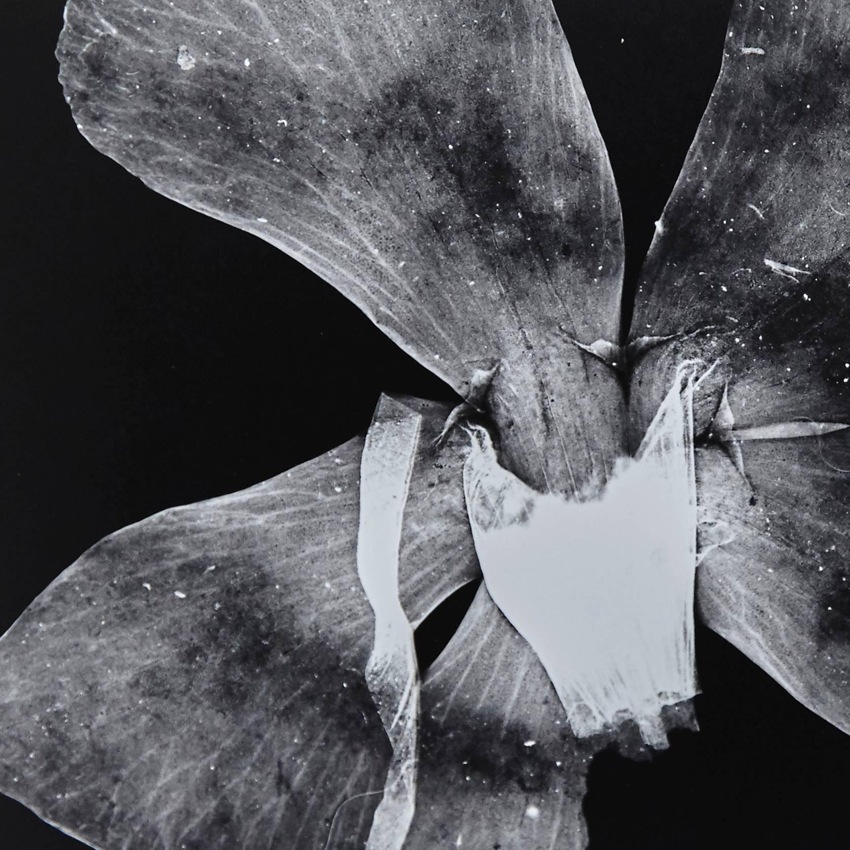 Photogram by Enrico Garzaro from the Flora series, 2015.