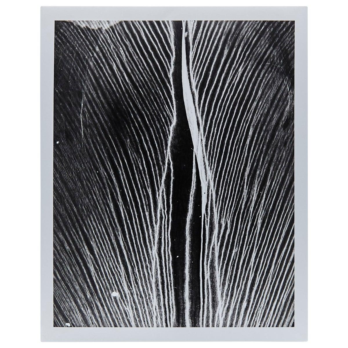 Mid-Century Modern Enrico Garzaro Black and White Photography, Flora Photogram For Sale